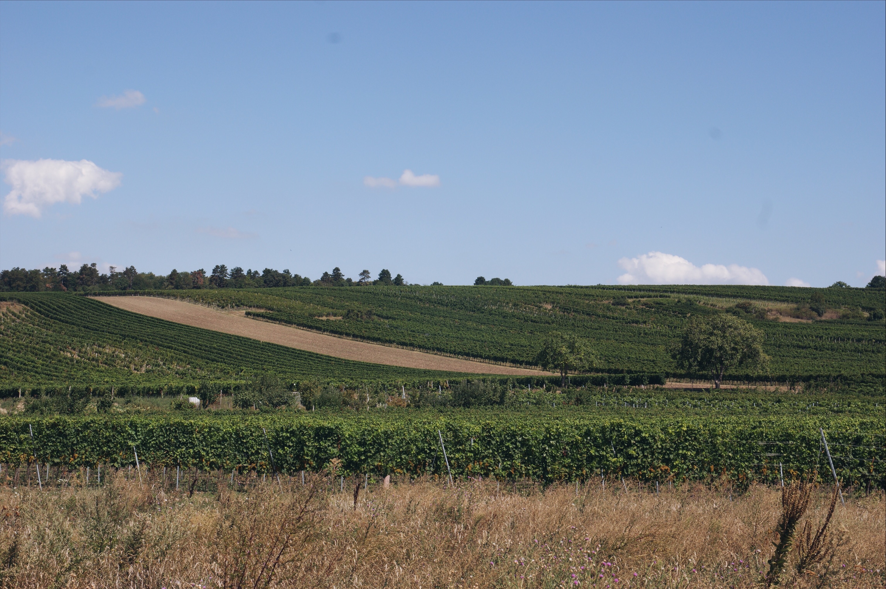 Neusiedler See Radweg