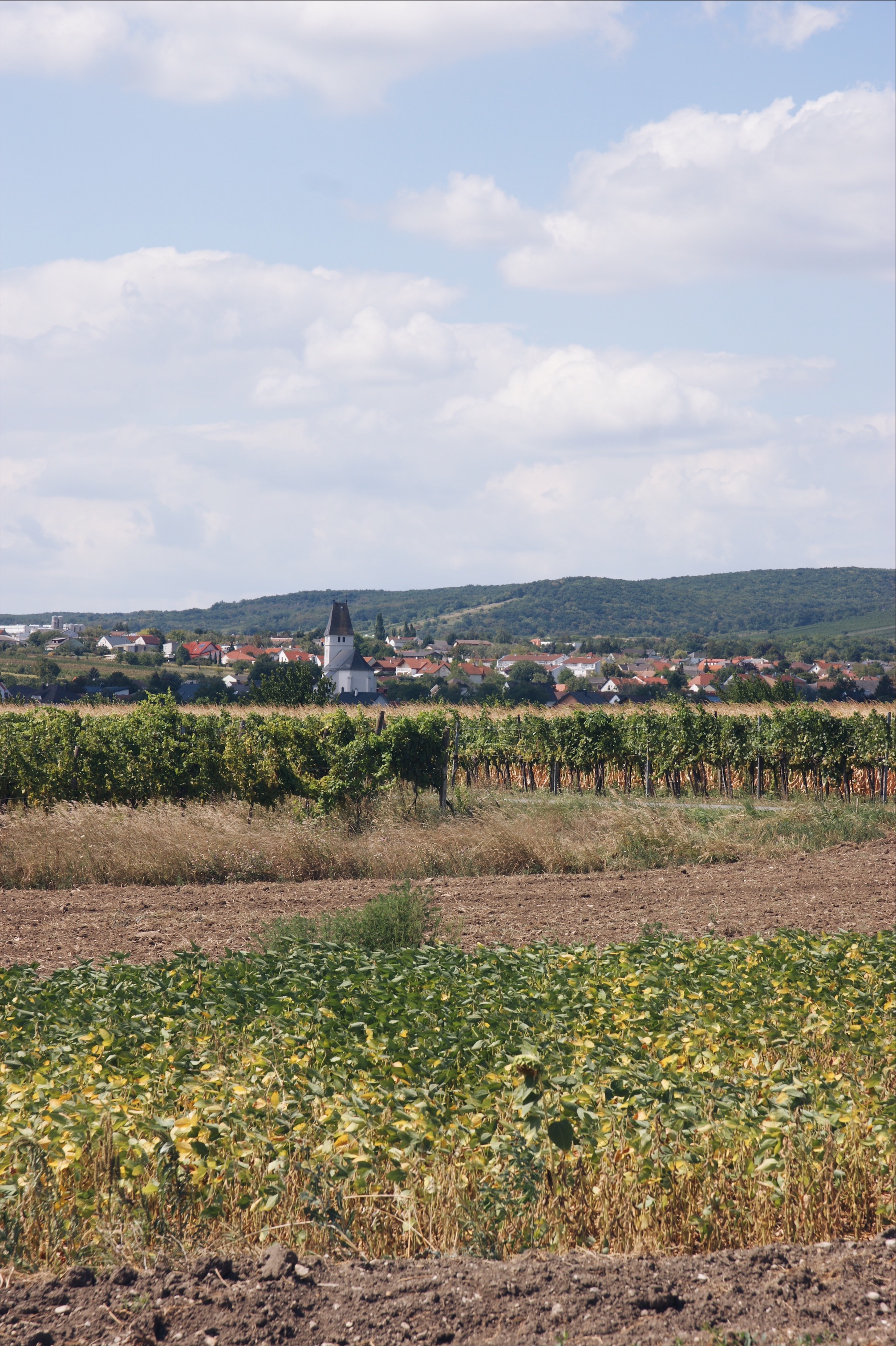 Neusiedler See Radweg