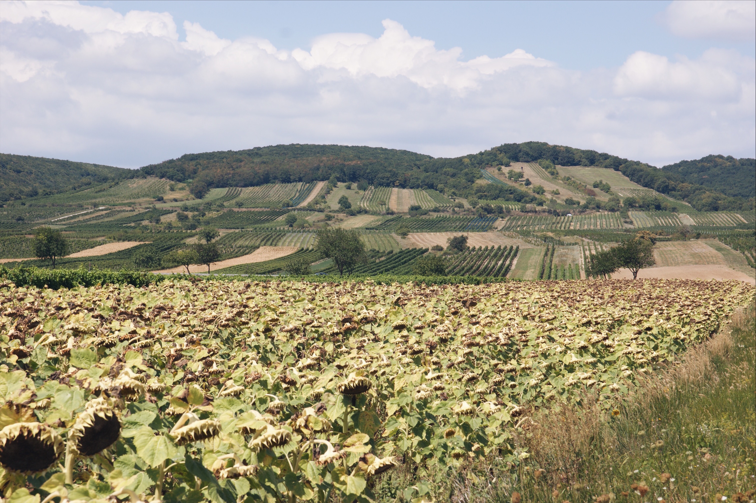 Neusiedler See Radweg