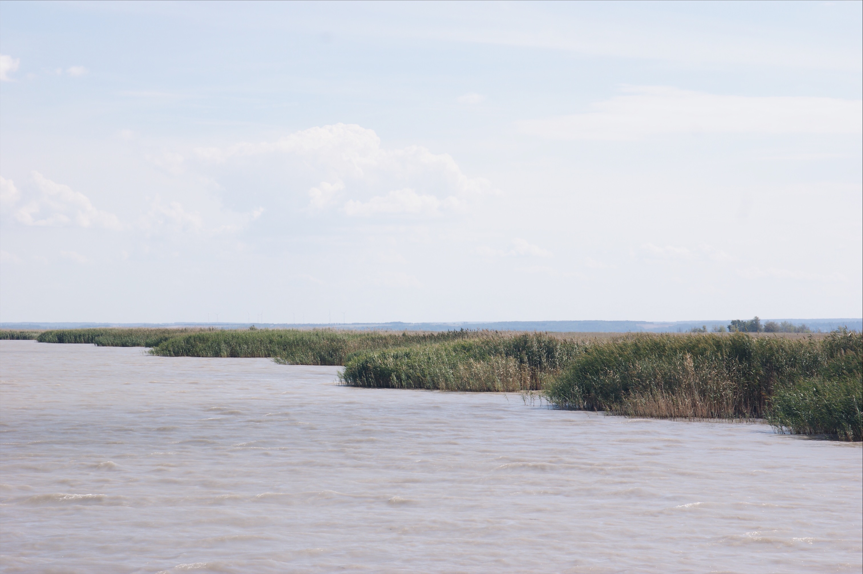 Schilf am Neusiedler See