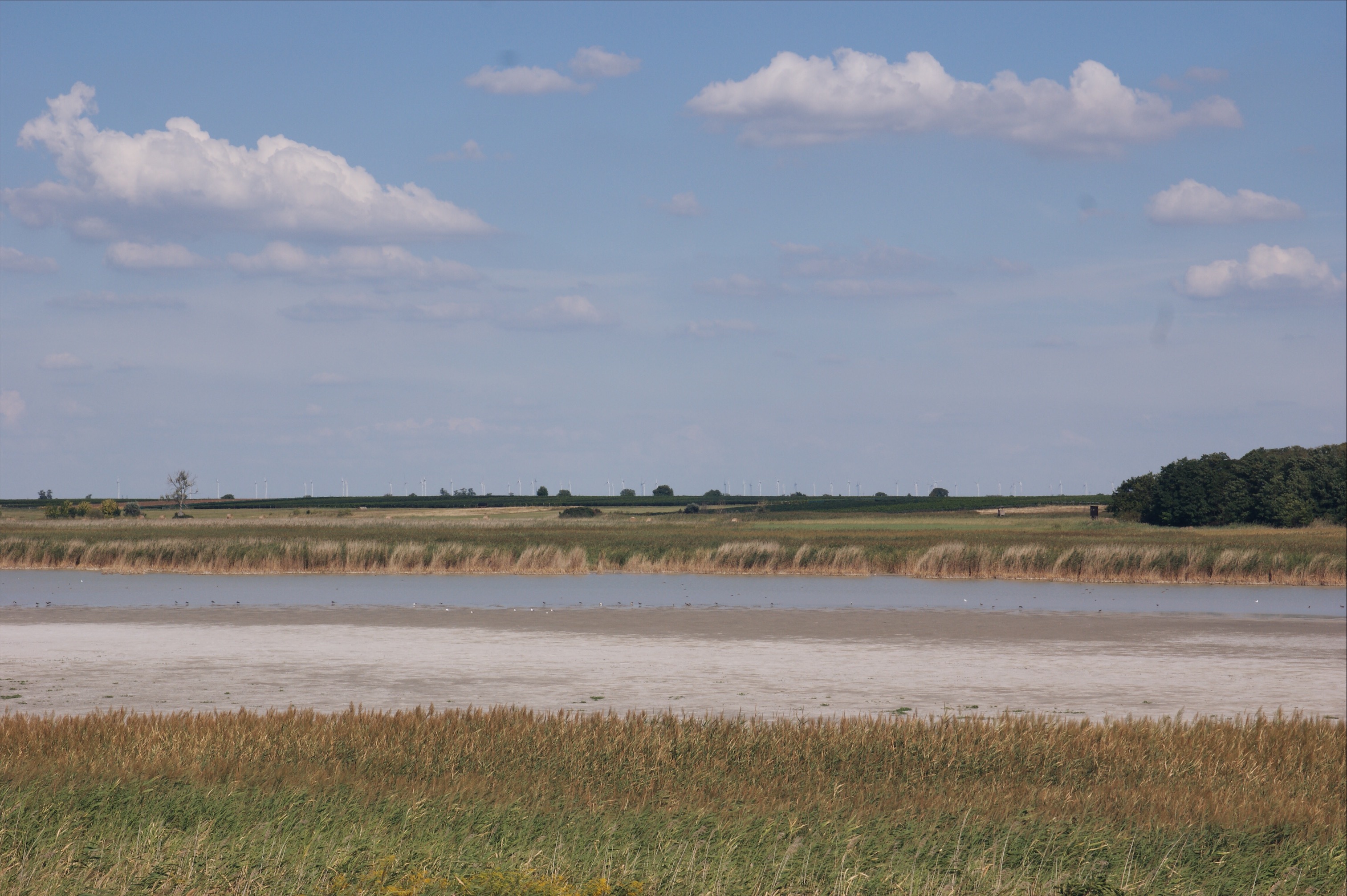 Neusiedler See Salzlacke