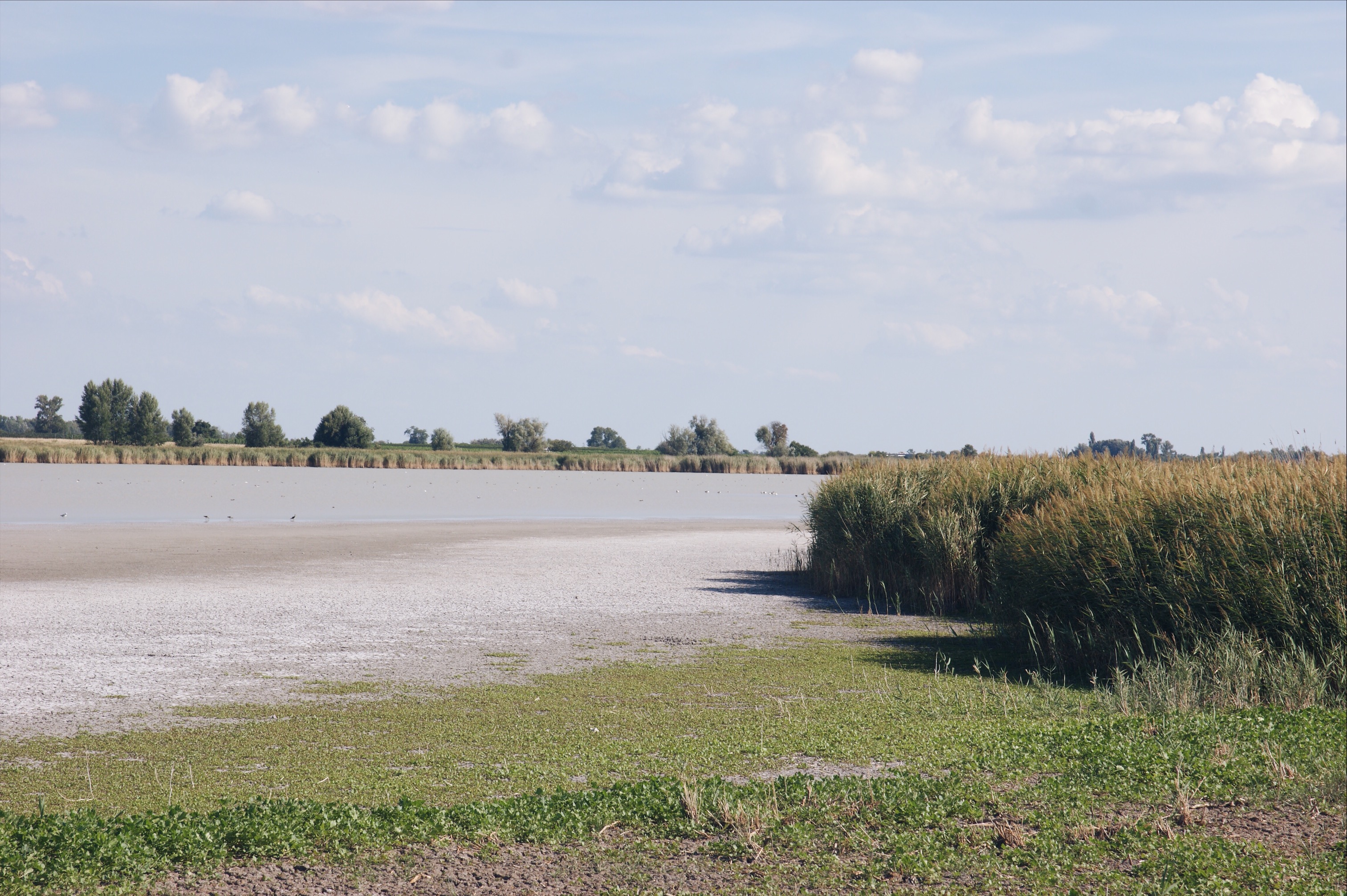 Neusiedler See Salzlacke