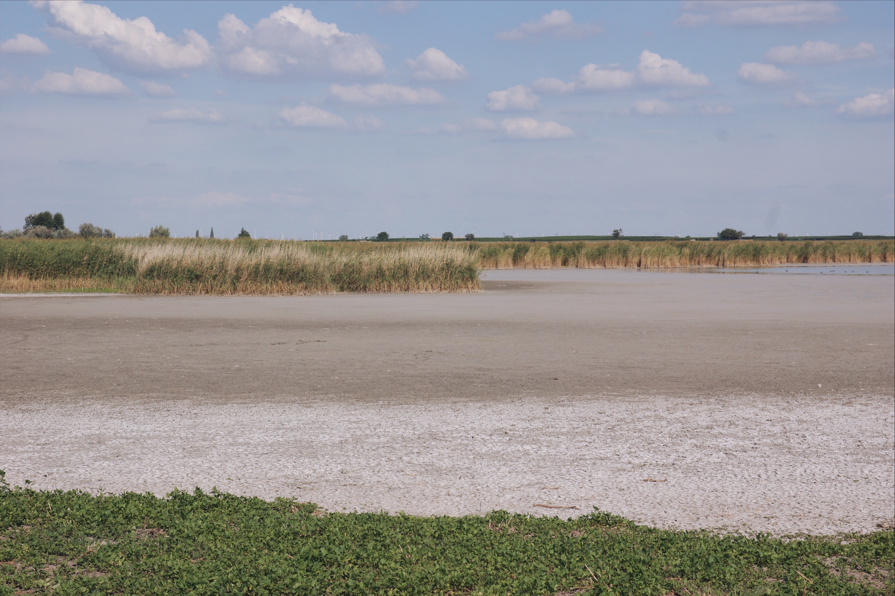 Neusiedler See Salzlacke