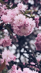 Wallpaper_daisiesandglitter_spring_2018 (11)_169x300