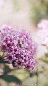 Wallpaper_daisiesandglitter_spring_2018 (2)_169x300