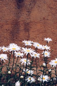 Wallpaper daisies