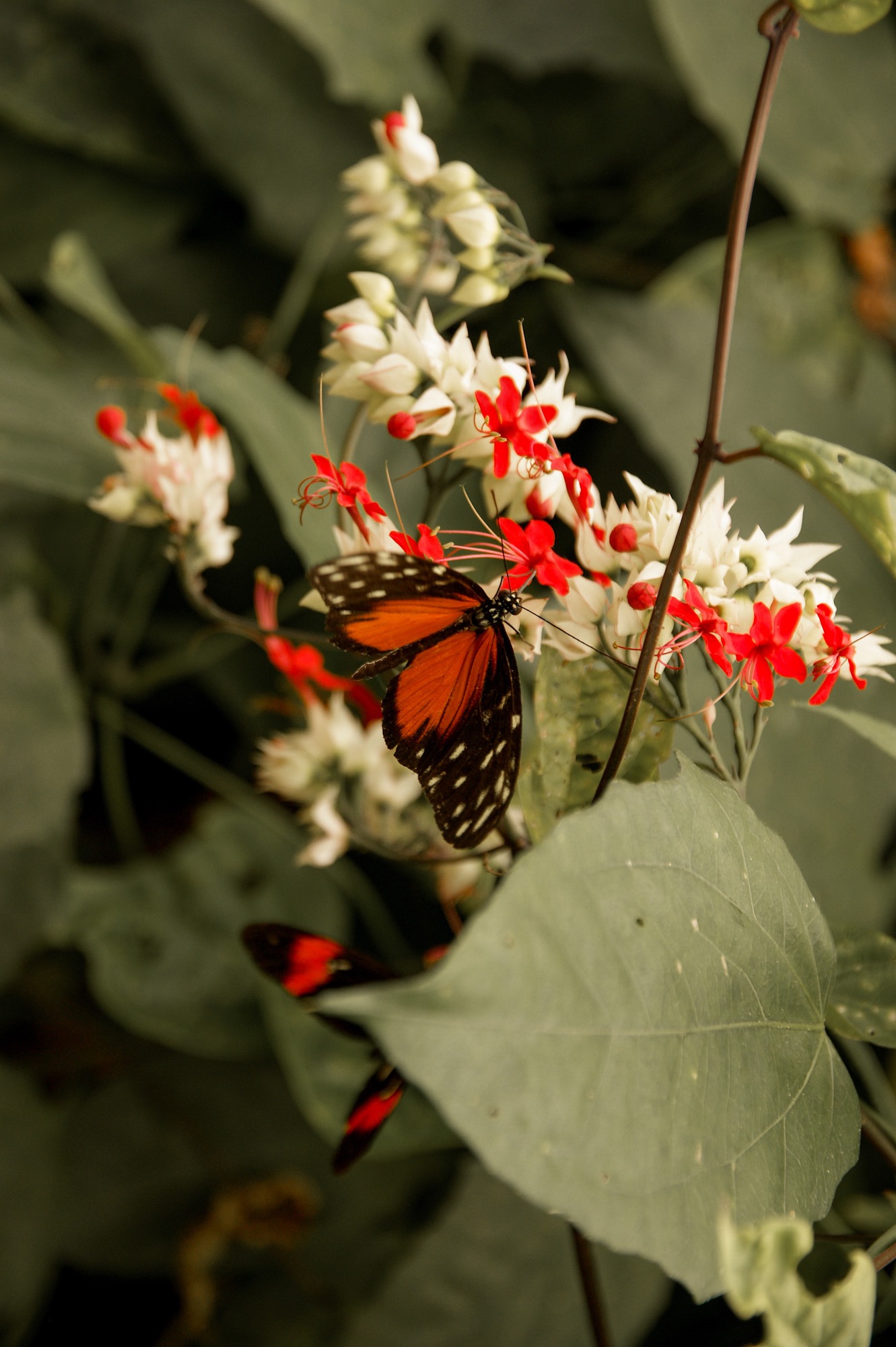 Butterfly Park Schmetterlingshaus Benalmadena