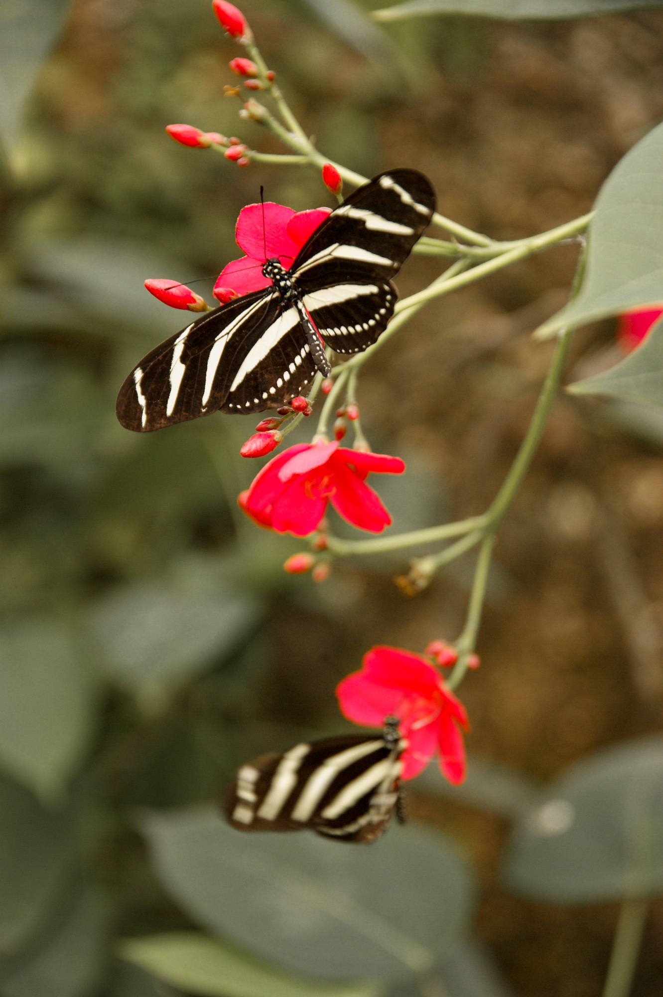 Butterfly Park Schmetterlingshaus Benalmadena
