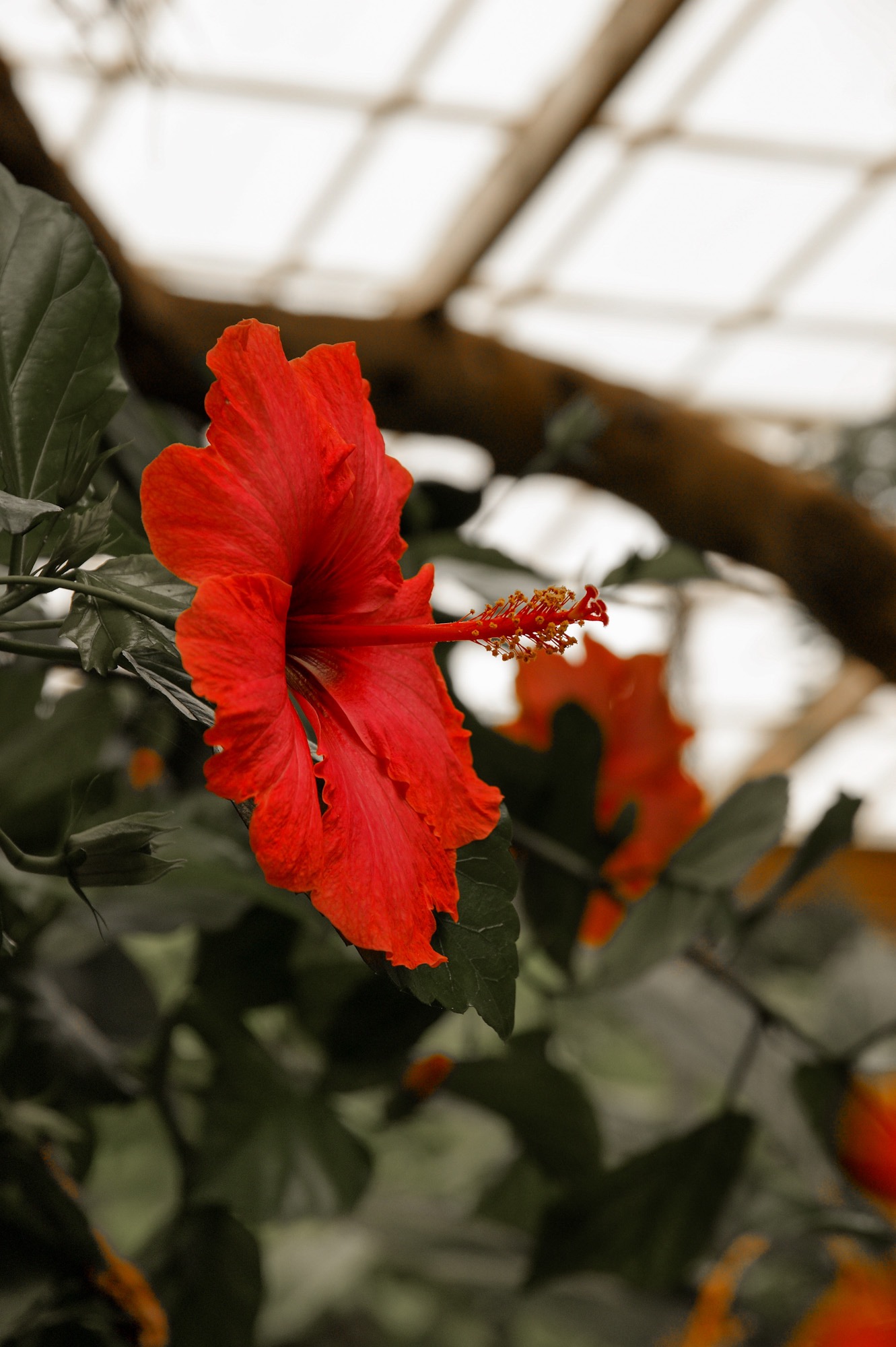 Butterfly Park Schmetterlingshaus Benalmadena