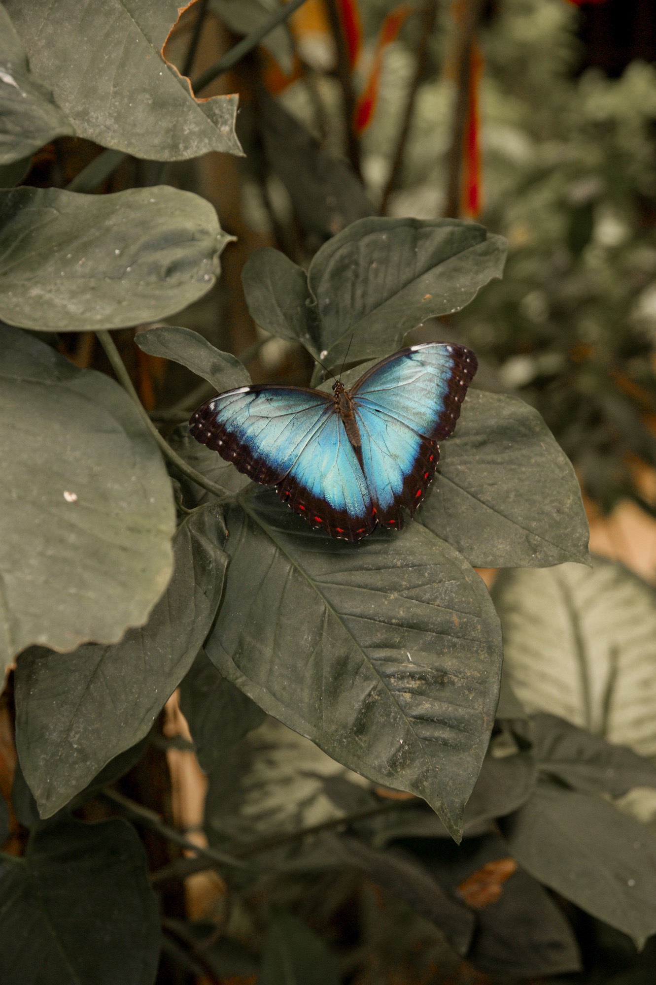 Butterfly Park Schmetterlingshaus Benalmadena