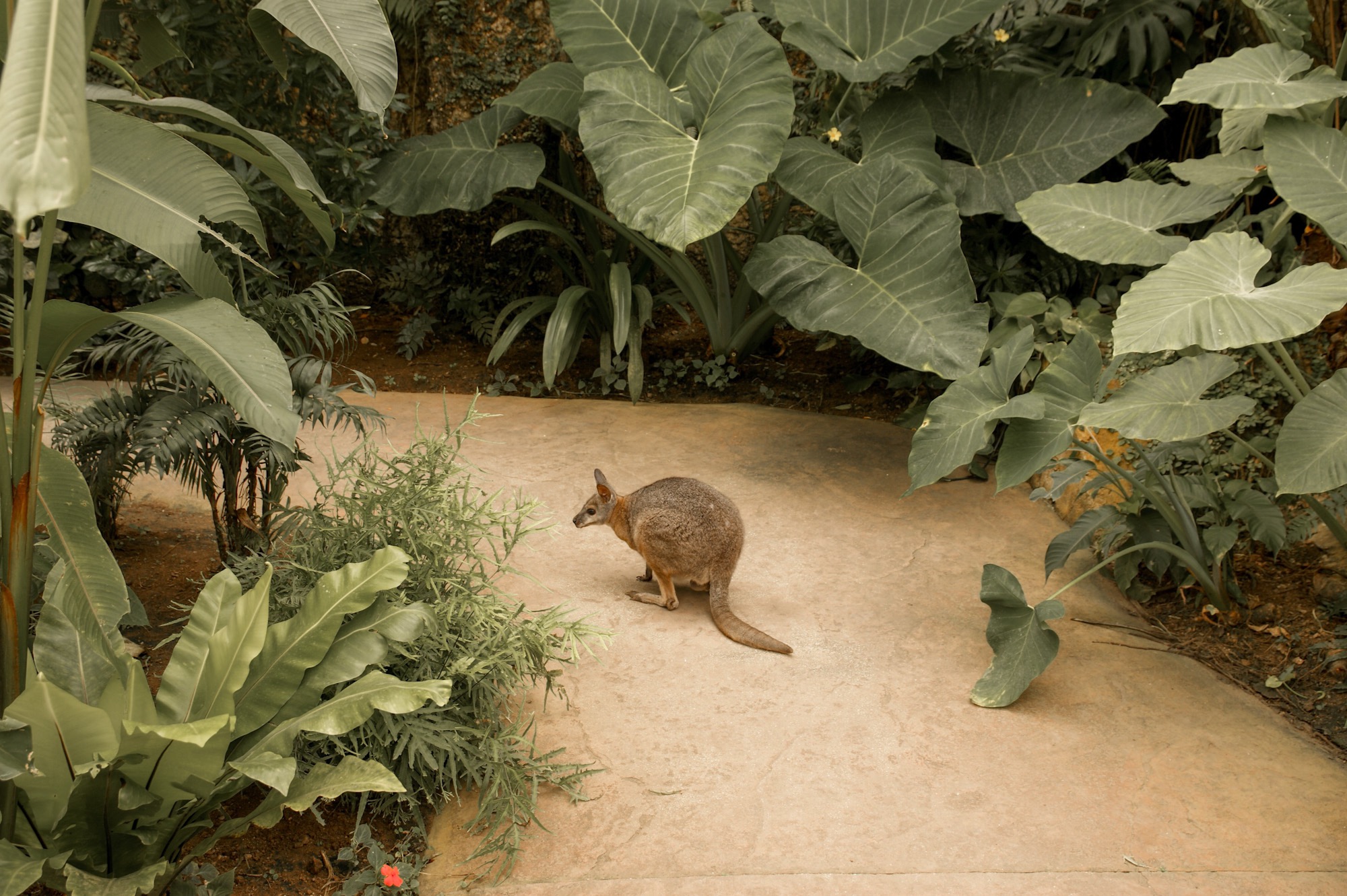 Butterfly Park Schmetterlingshaus Benalmadena