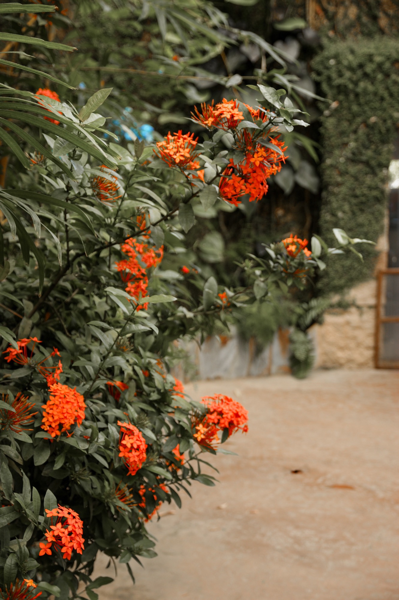 Butterfly Park Schmetterlingshaus Benalmadena