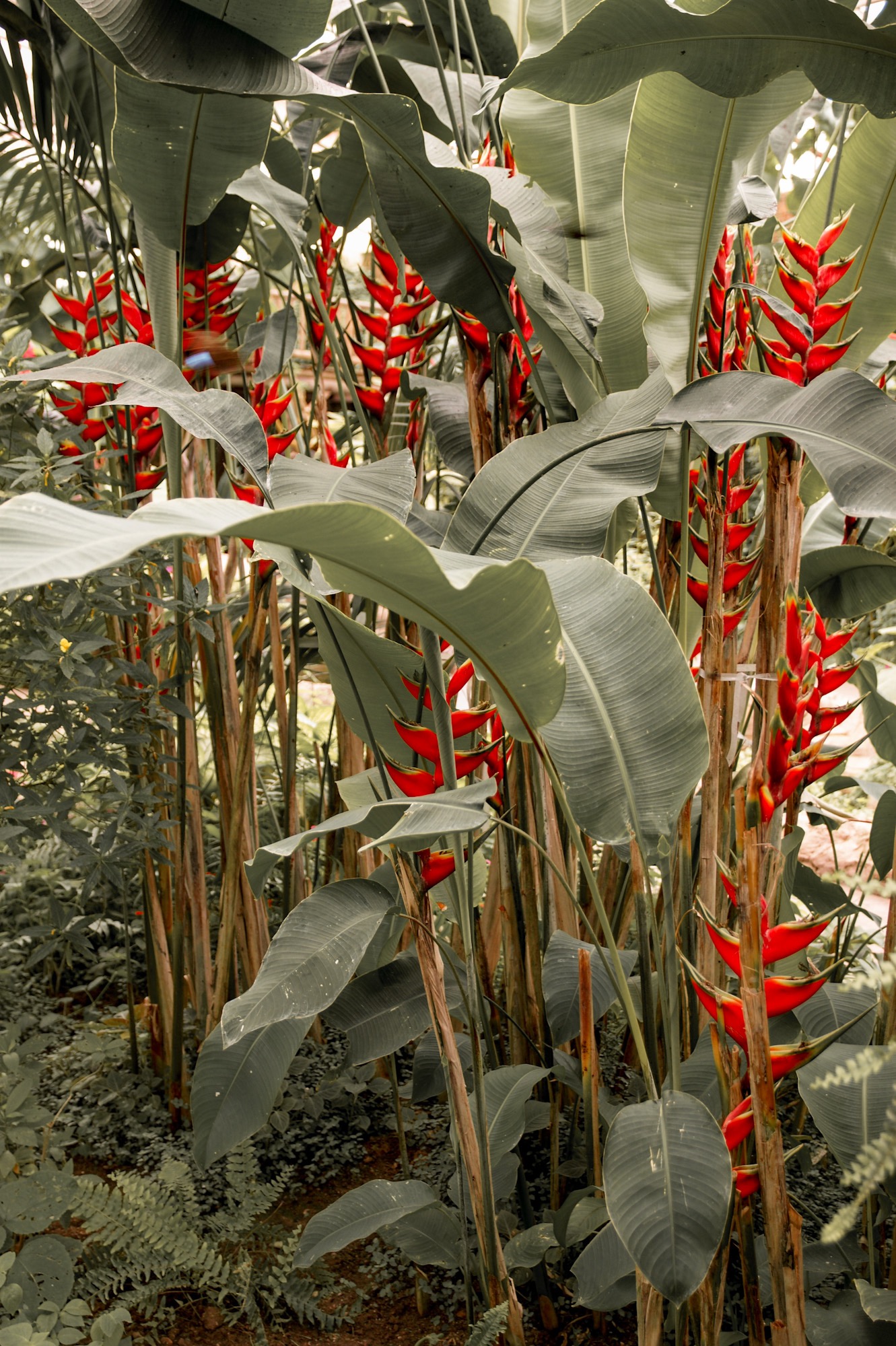 Butterfly Park Schmetterlingshaus Benalmadena