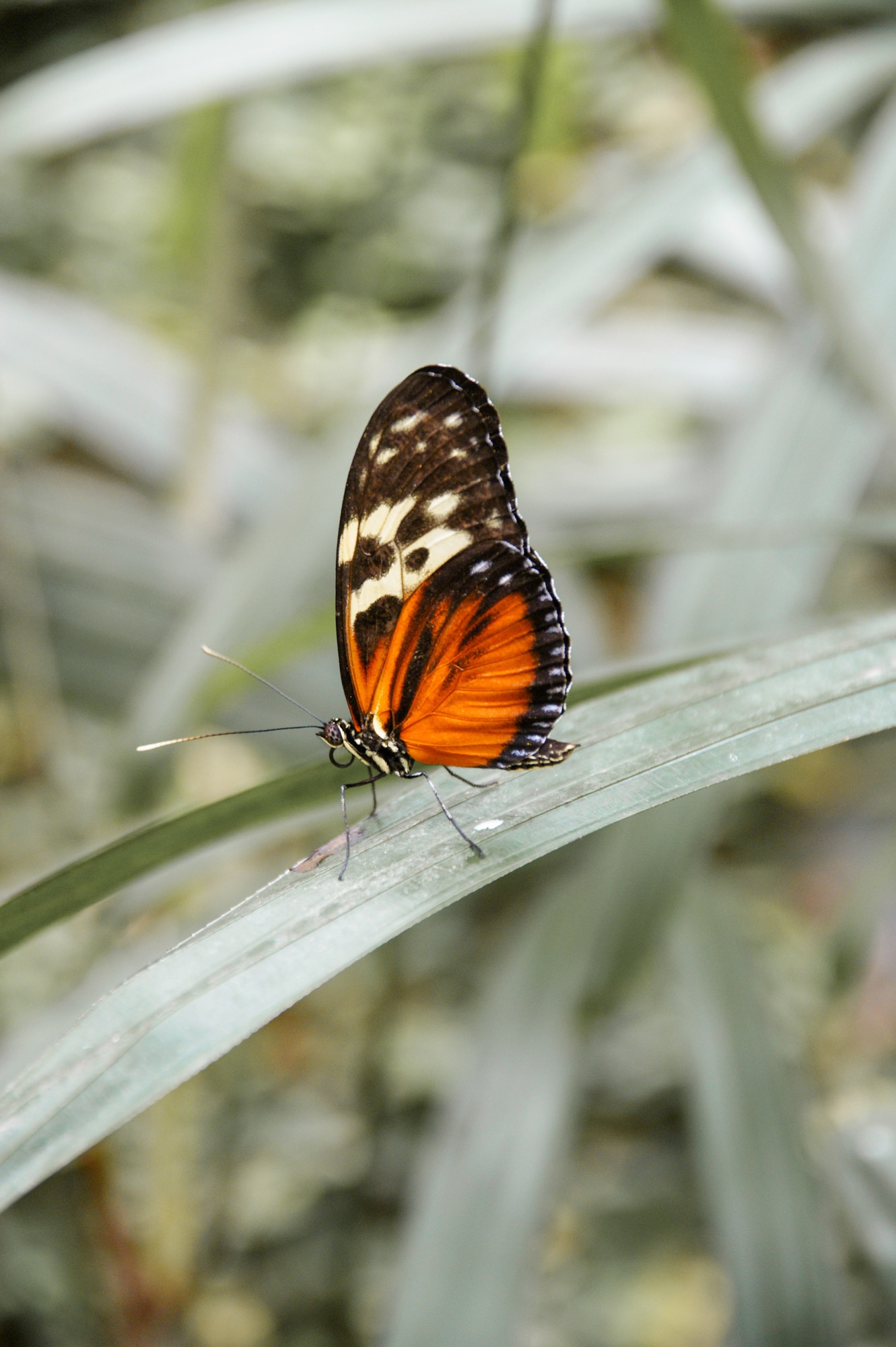 Butterfly Park Schmetterlingshaus Benalmadena