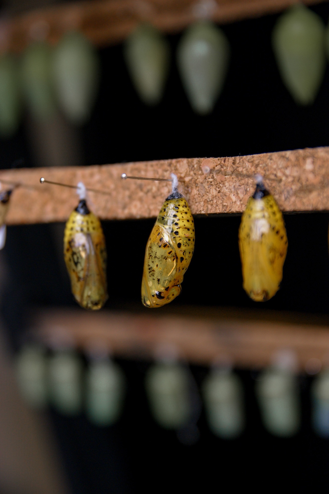 Butterfly Park Schmetterlingshaus Benalmadena