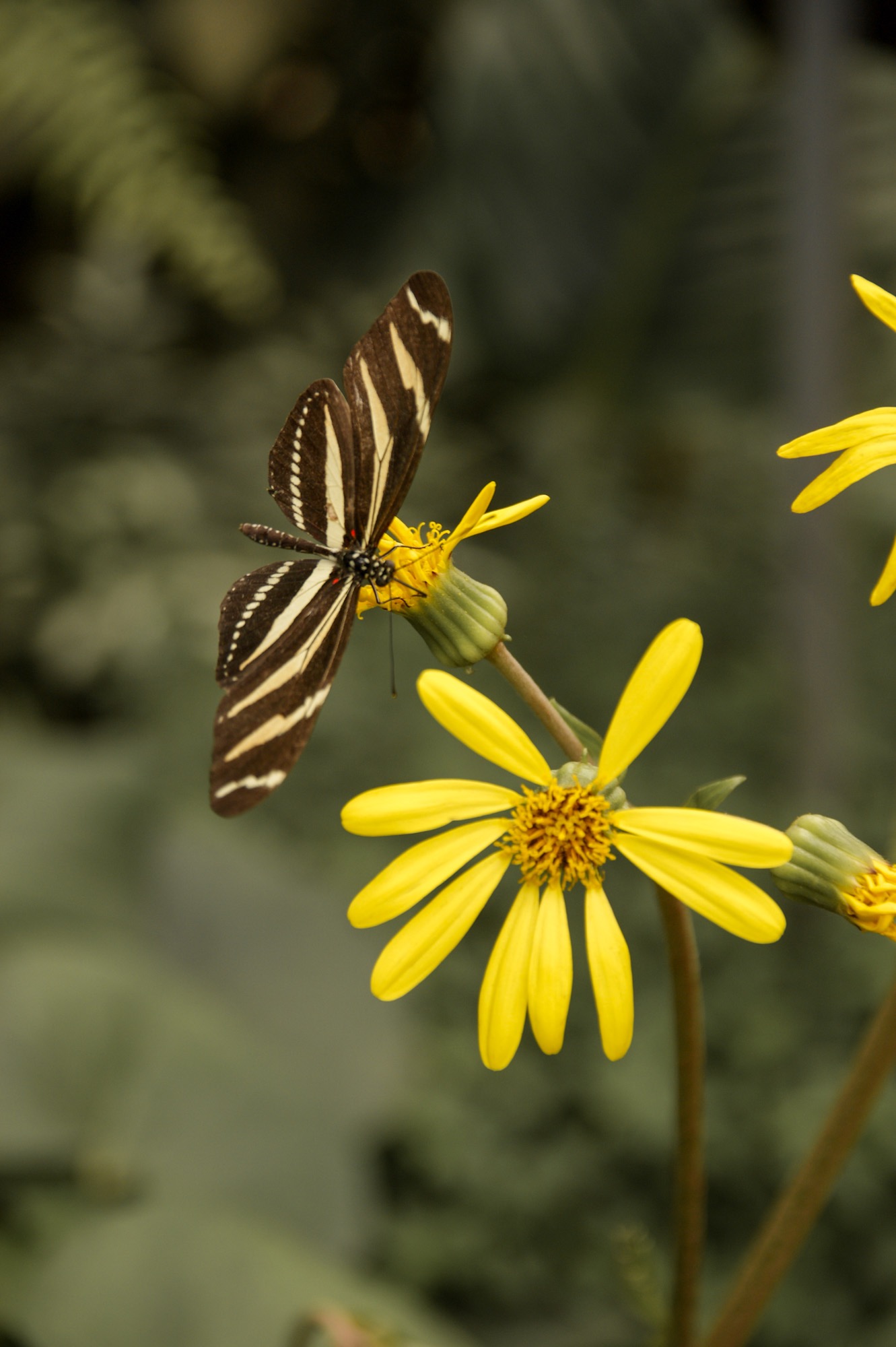 Butterfly Park Schmetterlingshaus Benalmadena