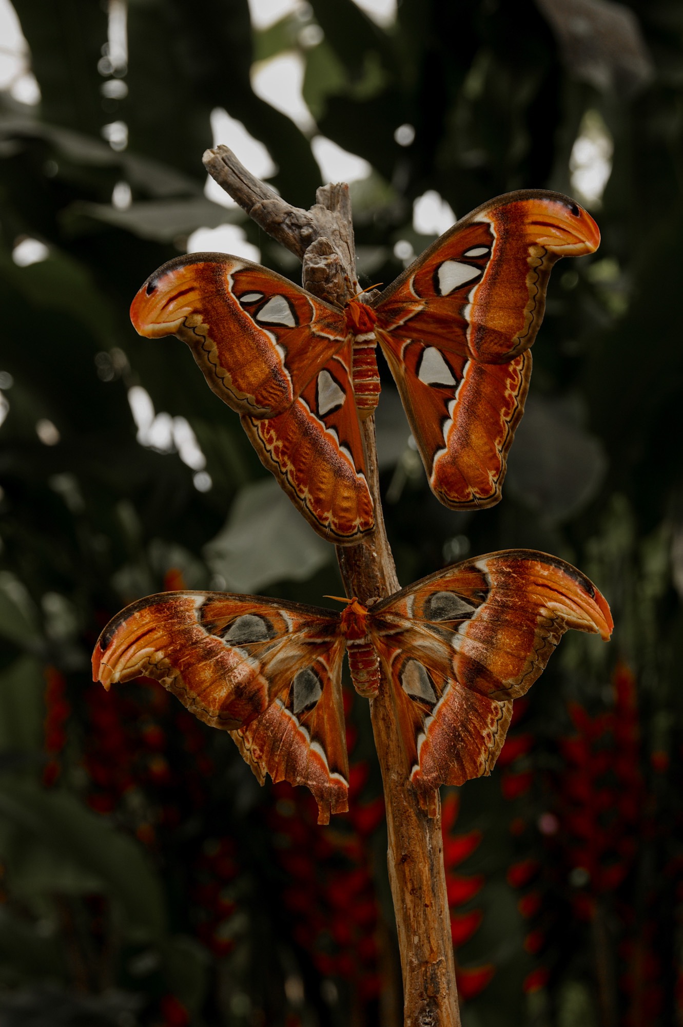 Butterfly Park Schmetterlingshaus Benalmadena