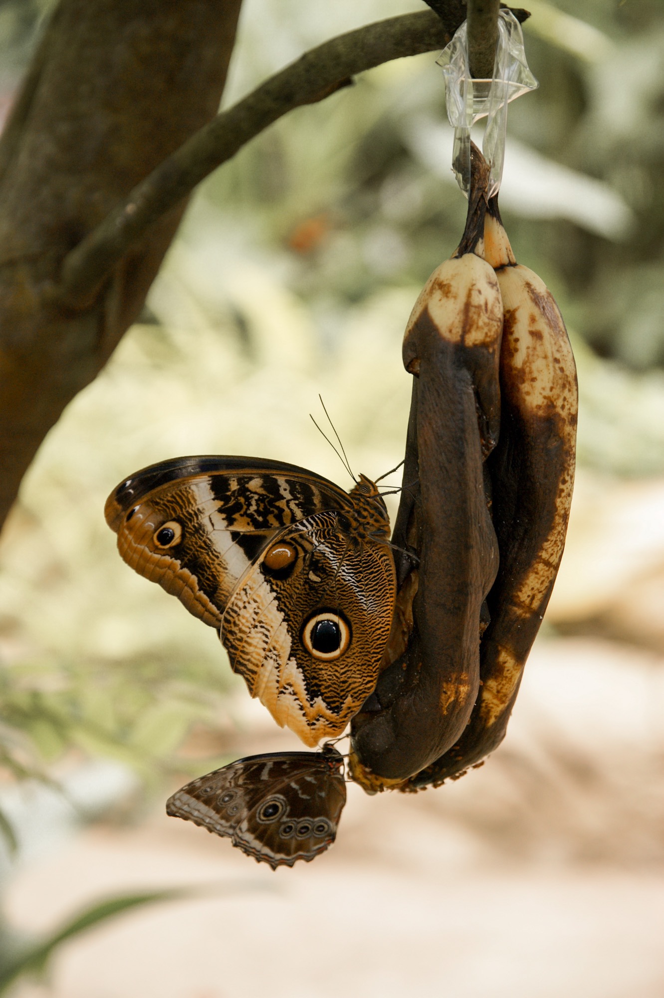 Butterfly Park Schmetterlingshaus Benalmadena