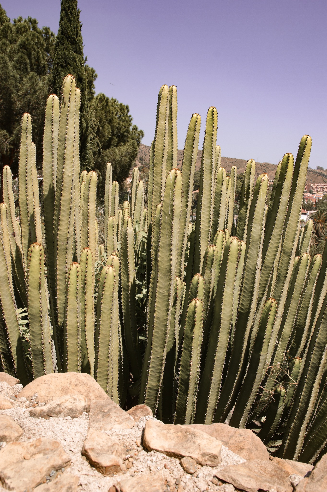 Malaga