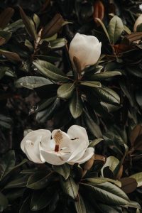 Wallpaper magnolia