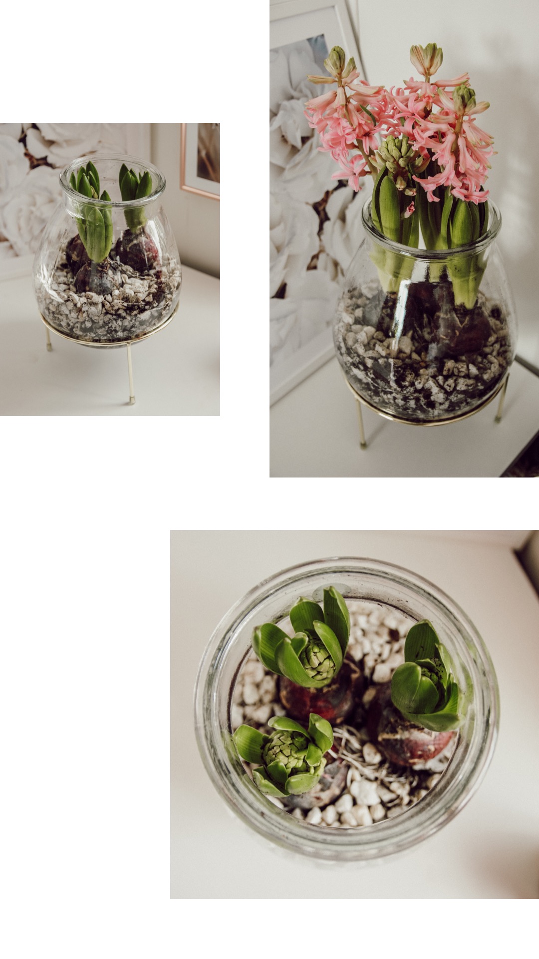 Frühlingsdeko im Glas, Hyazinthen im Glas Deko Frühling 