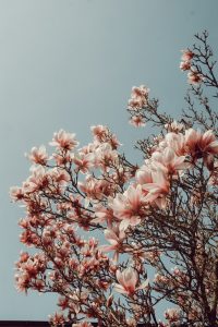 Magnolia tree wallpaper