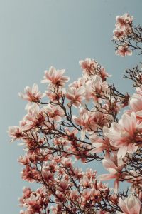 Wallpaper magnolia tree