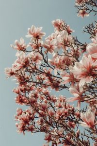 Wallpaper magnolia tree 