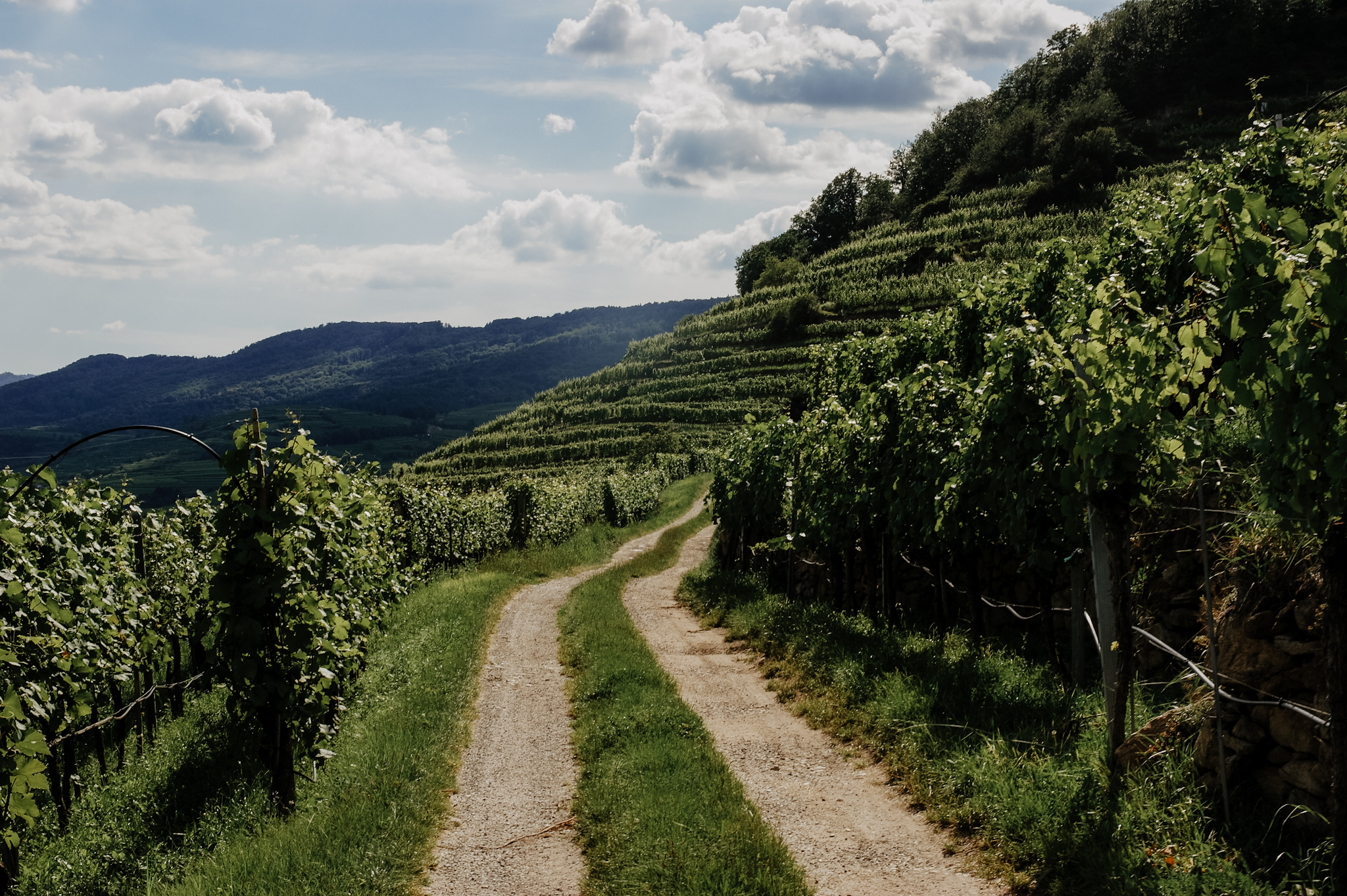 Wachau: Wanderung zum Aussichtspunkt in der Nähe der Kügerlwand