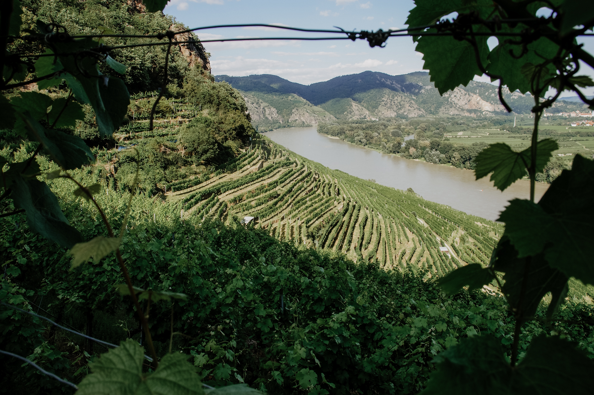 Wachau: Wanderung zum Aussichtspunkt in der Nähe der Kügerlwand