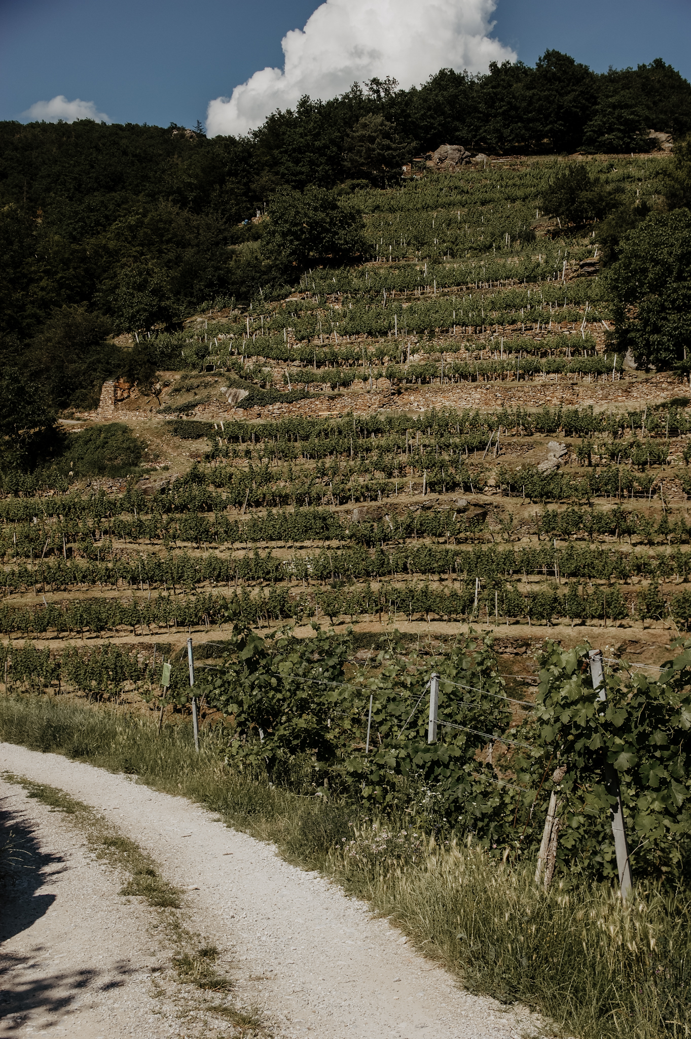 Wachau: Wanderung zum Aussichtspunkt in der Nähe der Kügerlwand