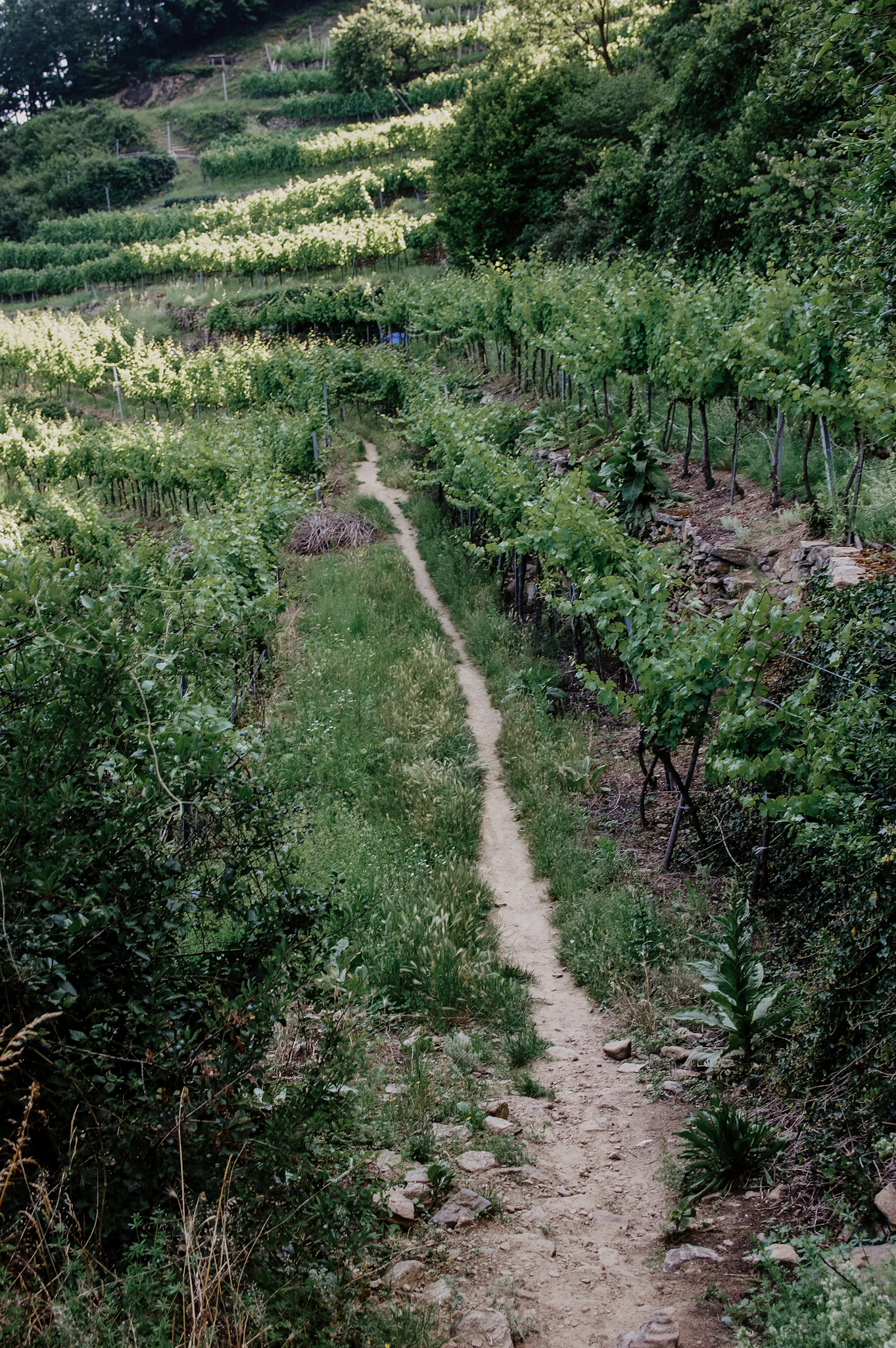 Wachau: Wanderung zum Aussichtspunkt in der Nähe der Kügerlwand