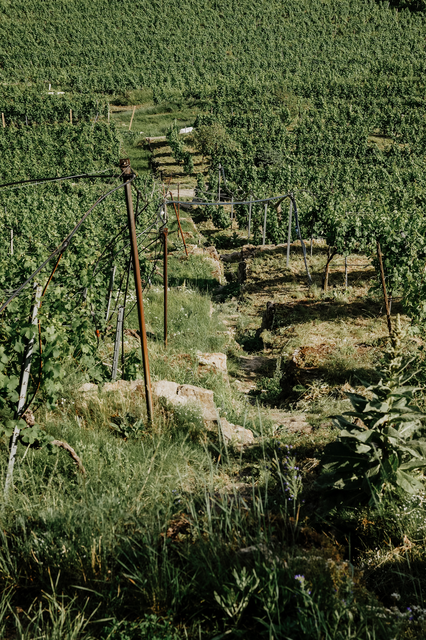 Wachau: Wanderung zum Aussichtspunkt in der Nähe der Kügerlwand