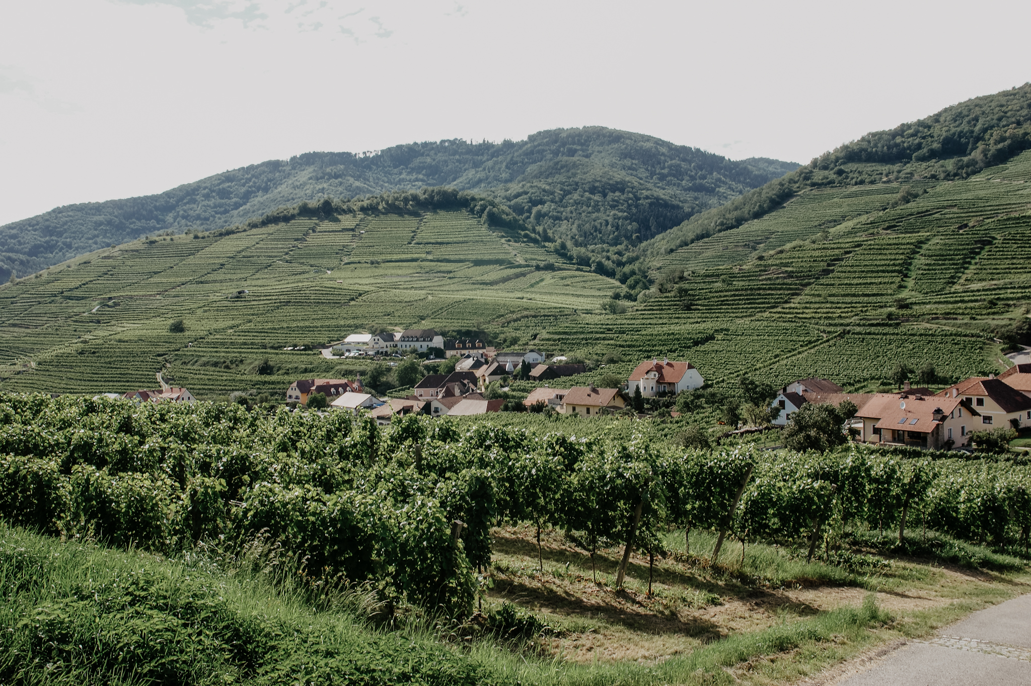 Wachau Wanderung Tausendeimerberg