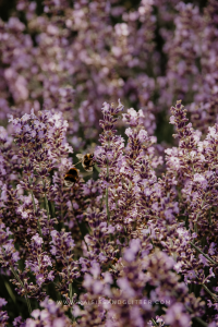 Wallpaper lavender