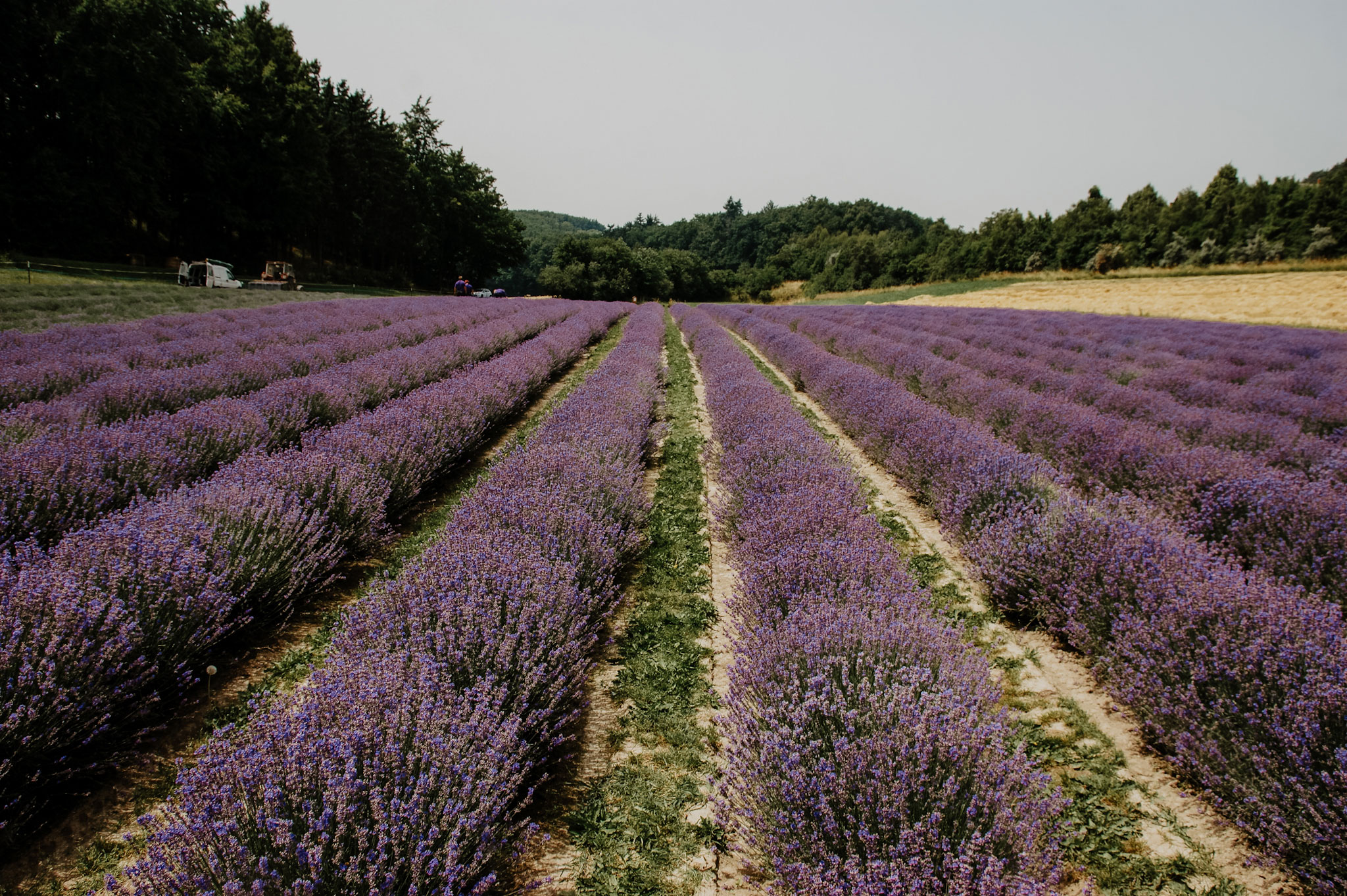 Lavendelfeld, Lavendel