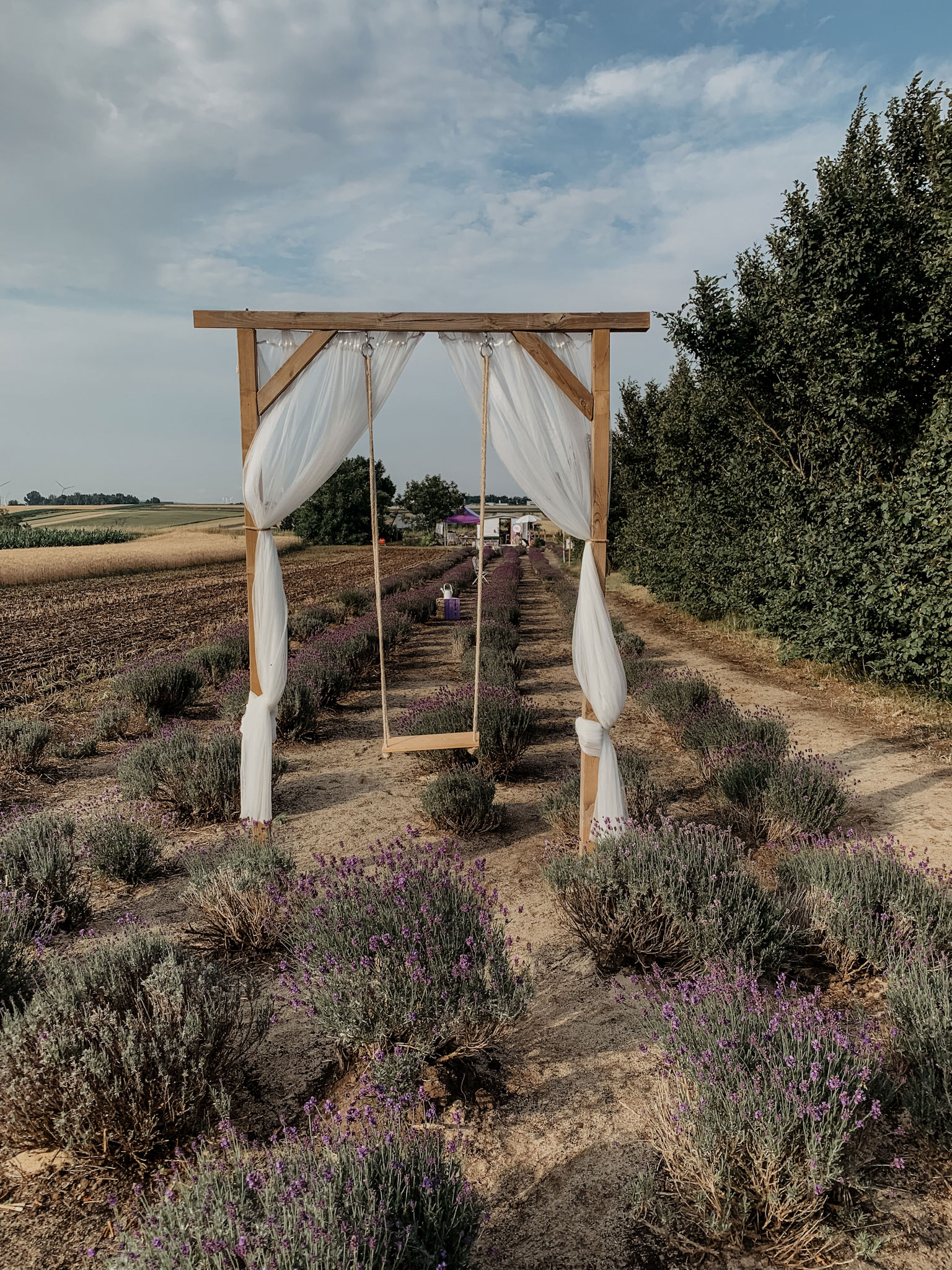 Lavendelfeld, Lavendel