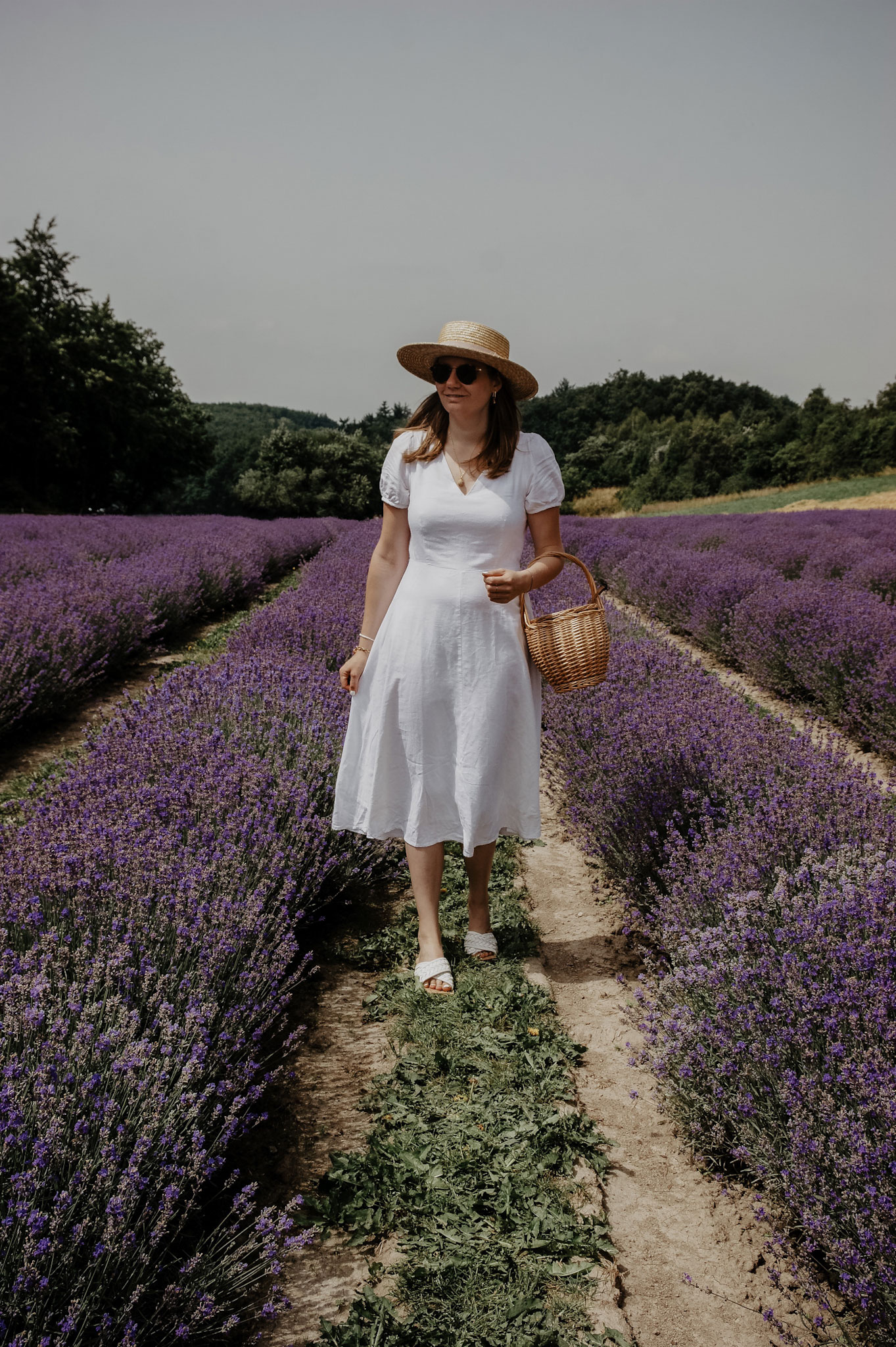 Lavendelfeld, Lavendel