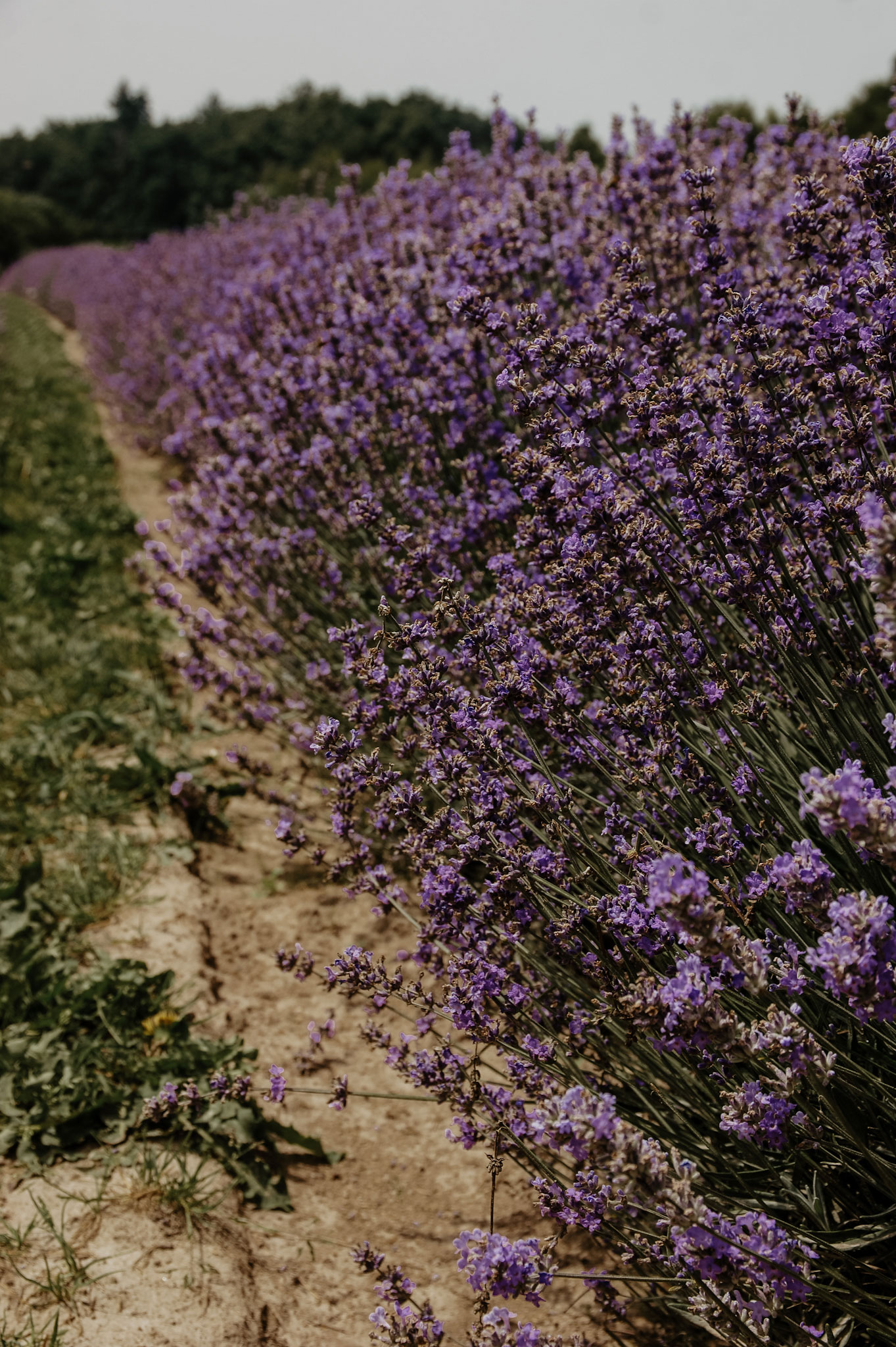 Lavendelfeld, Lavendel