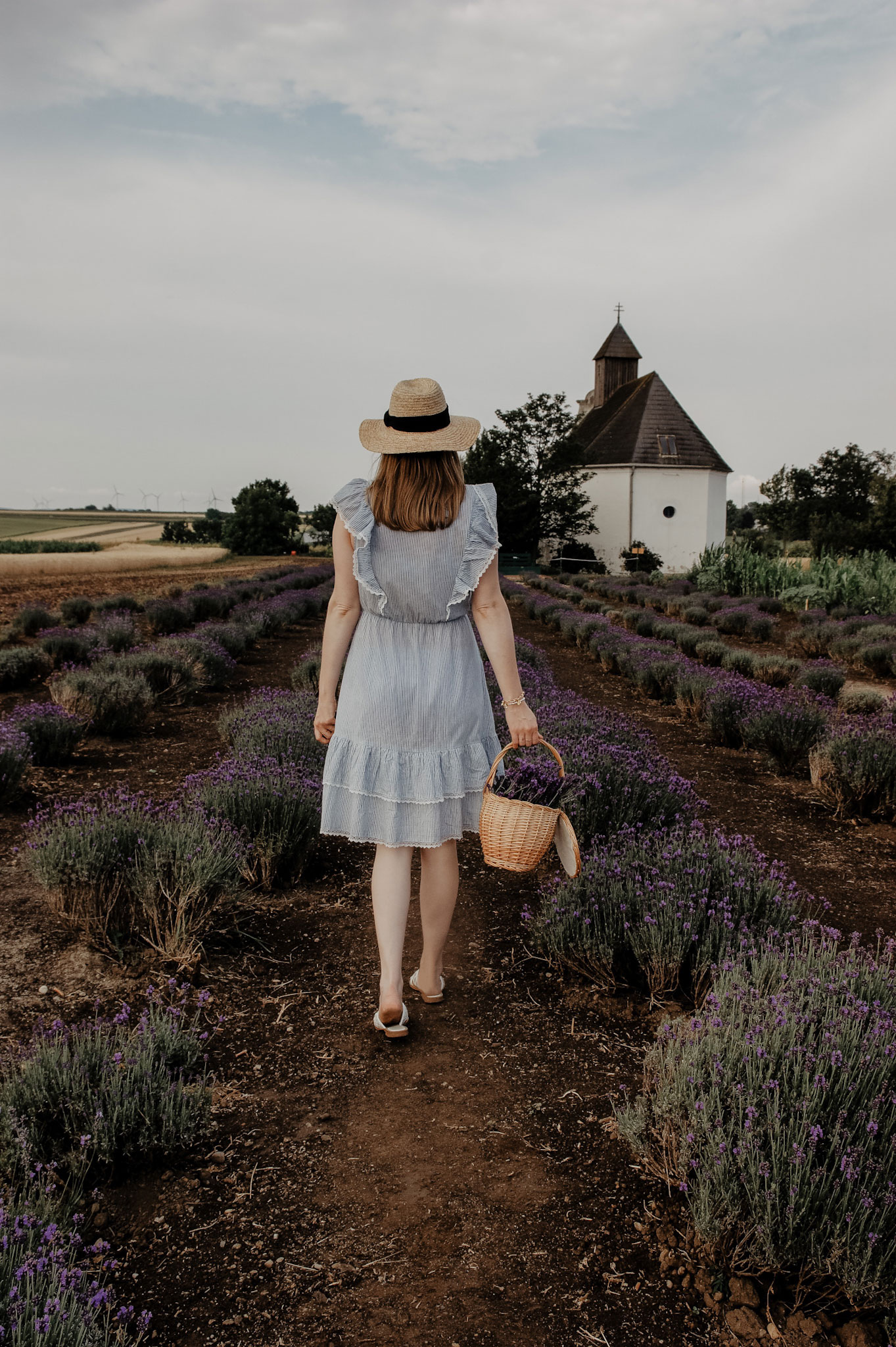 Lavendelfeld, Lavendel