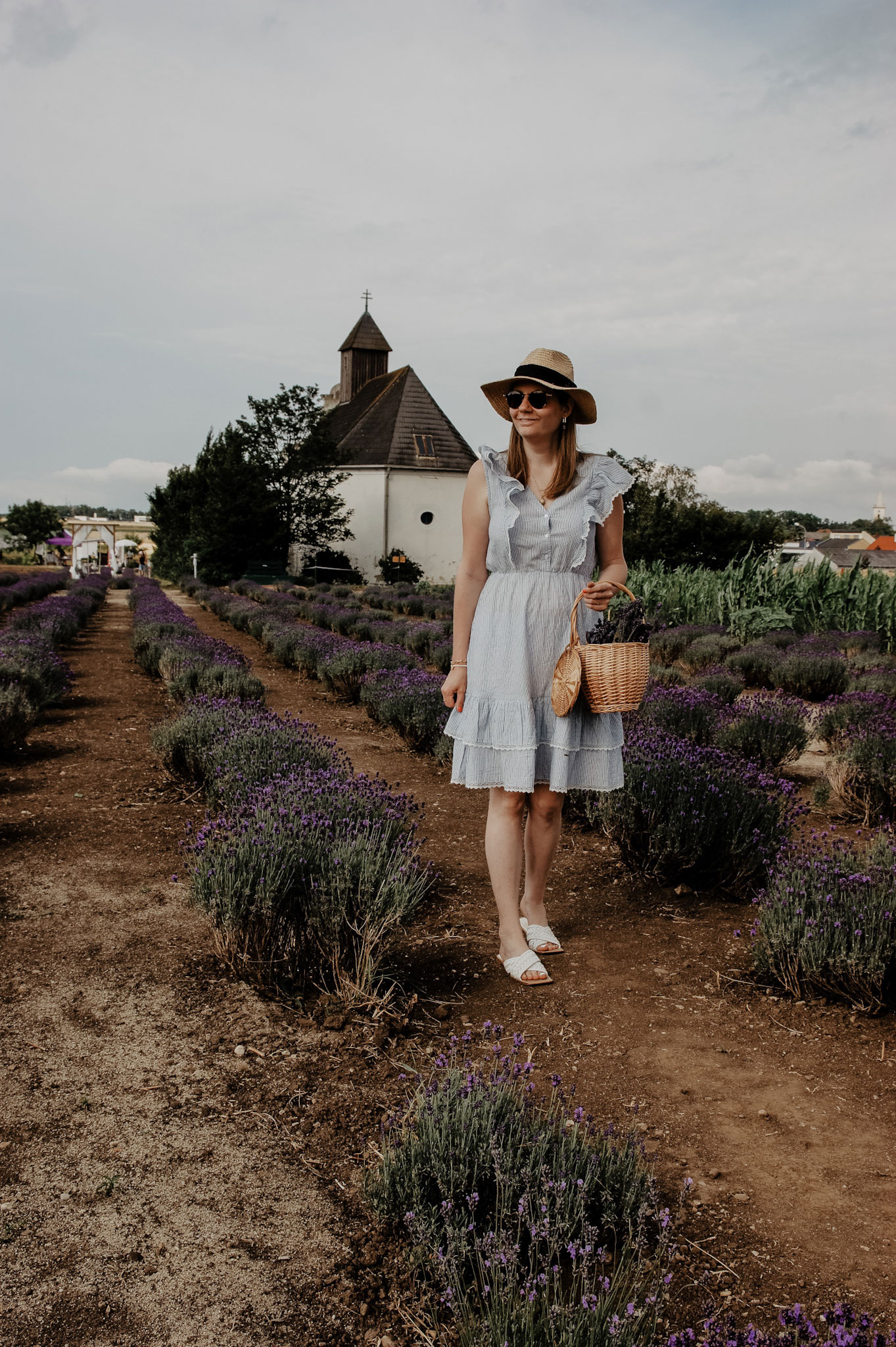 Lavendelfeld, Lavendel