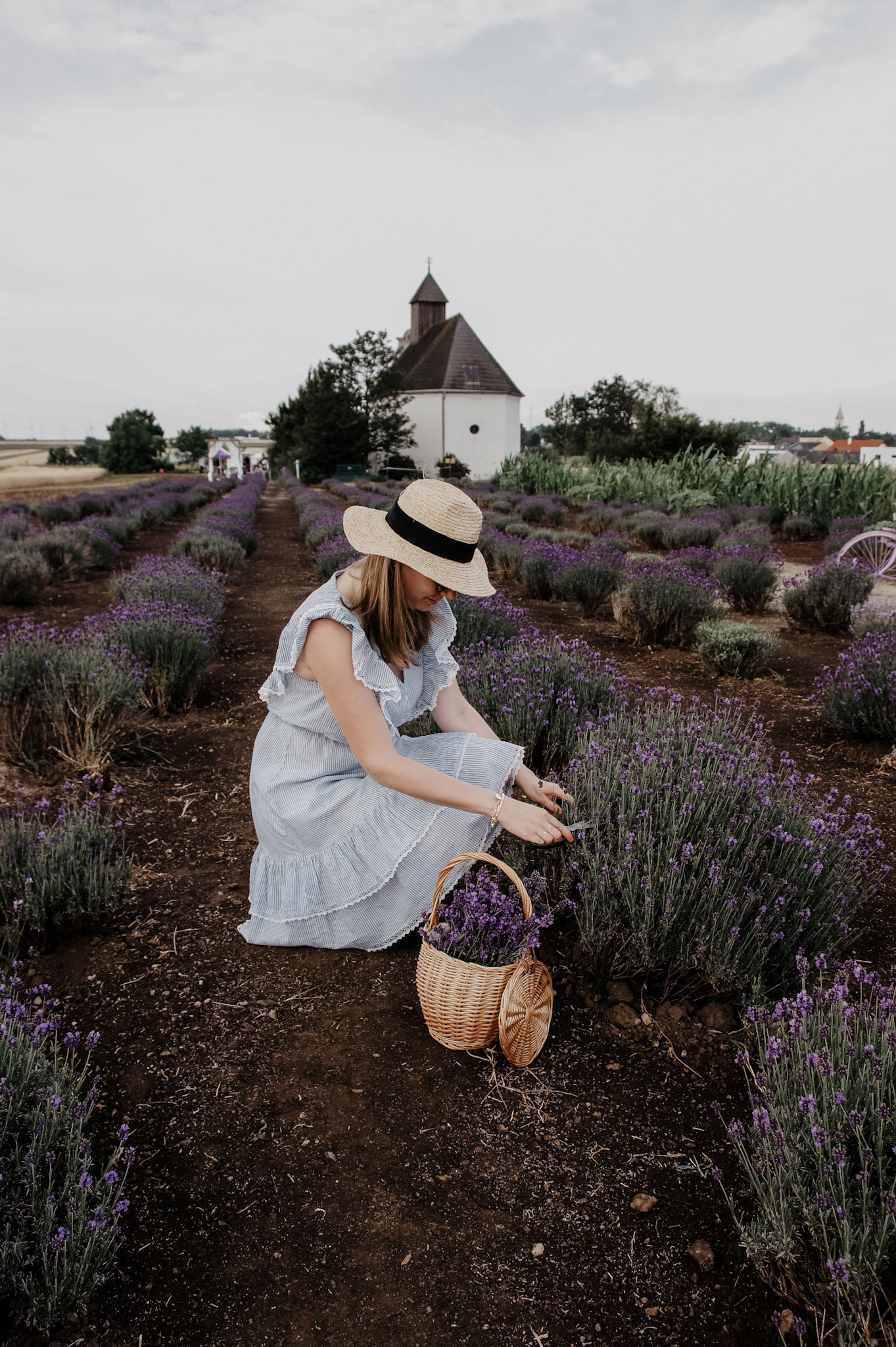 Lavendelfeld, Lavendel