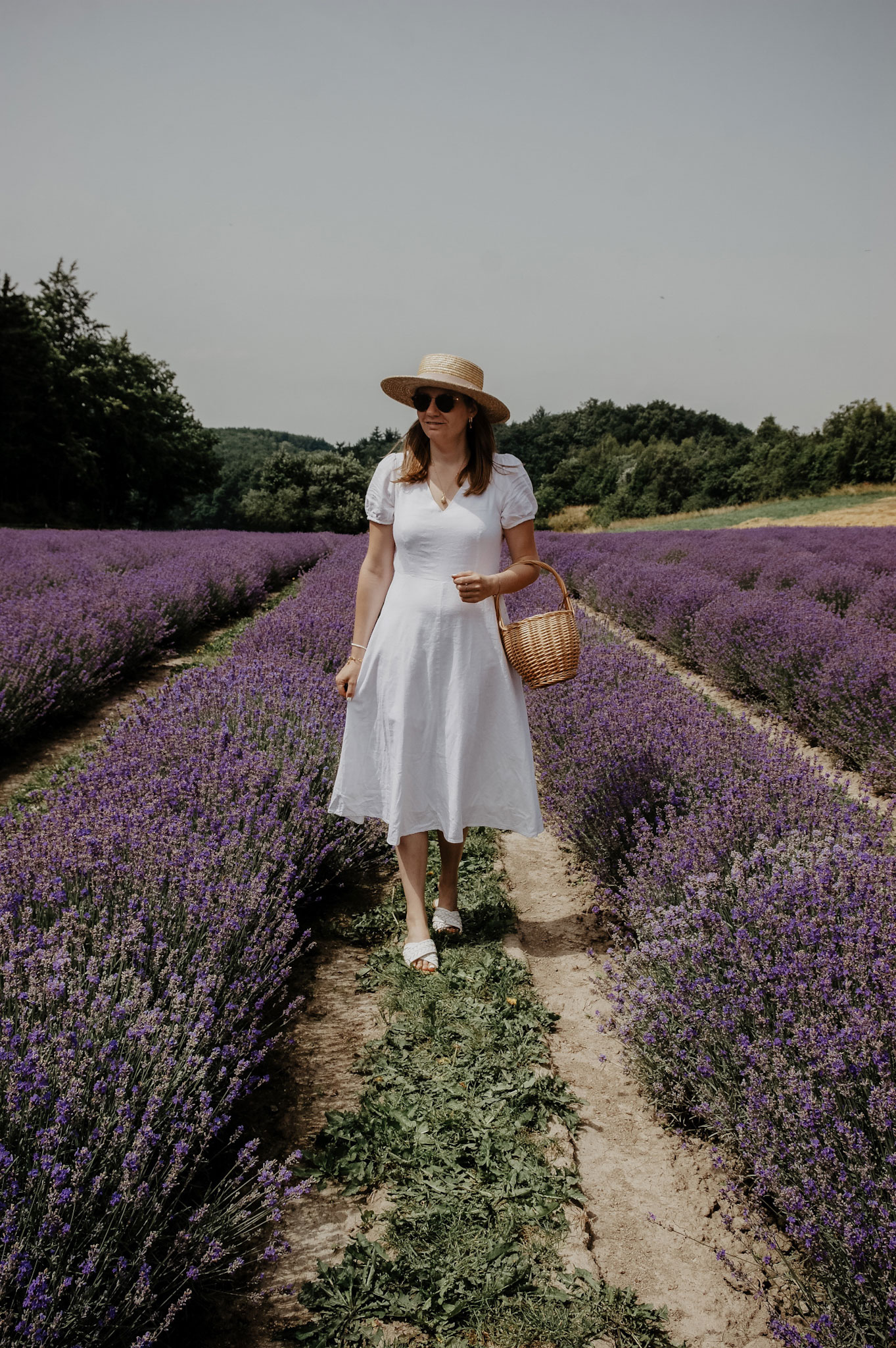 Lavendelfeld, Lavendel