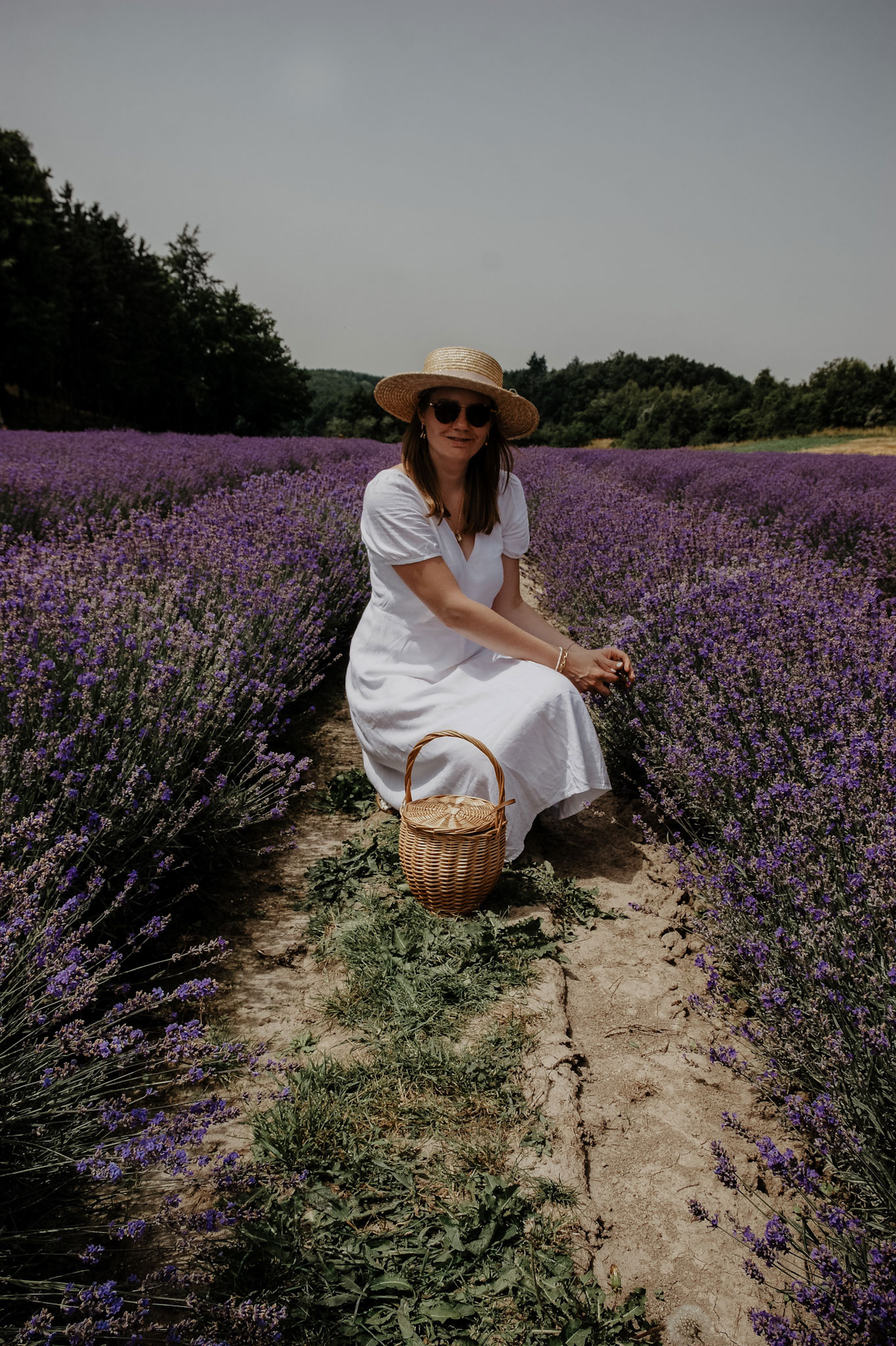 Lavendelfeld, Lavendel