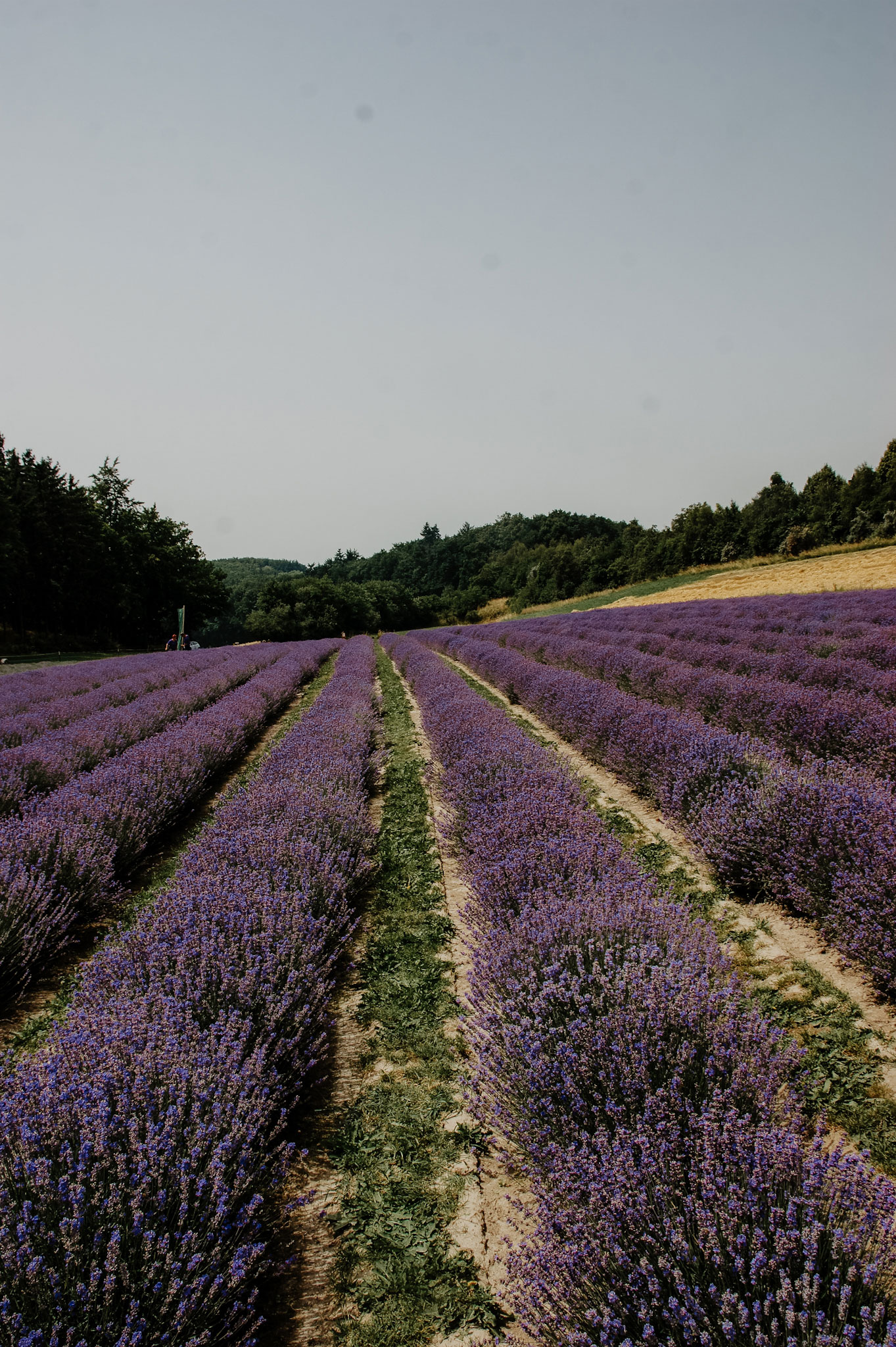 Lavendelfeld, Lavendel