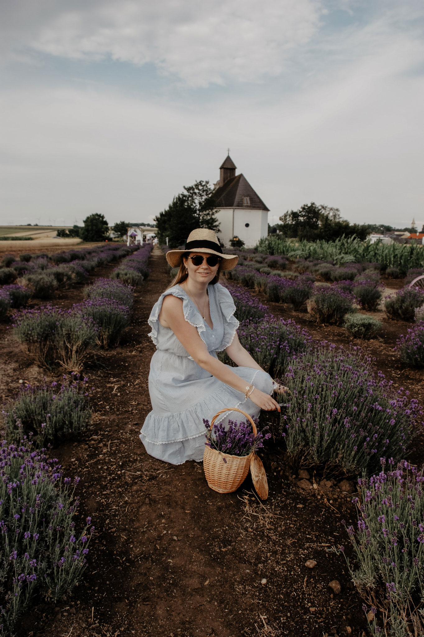 Lavendelfeld, Lavendel