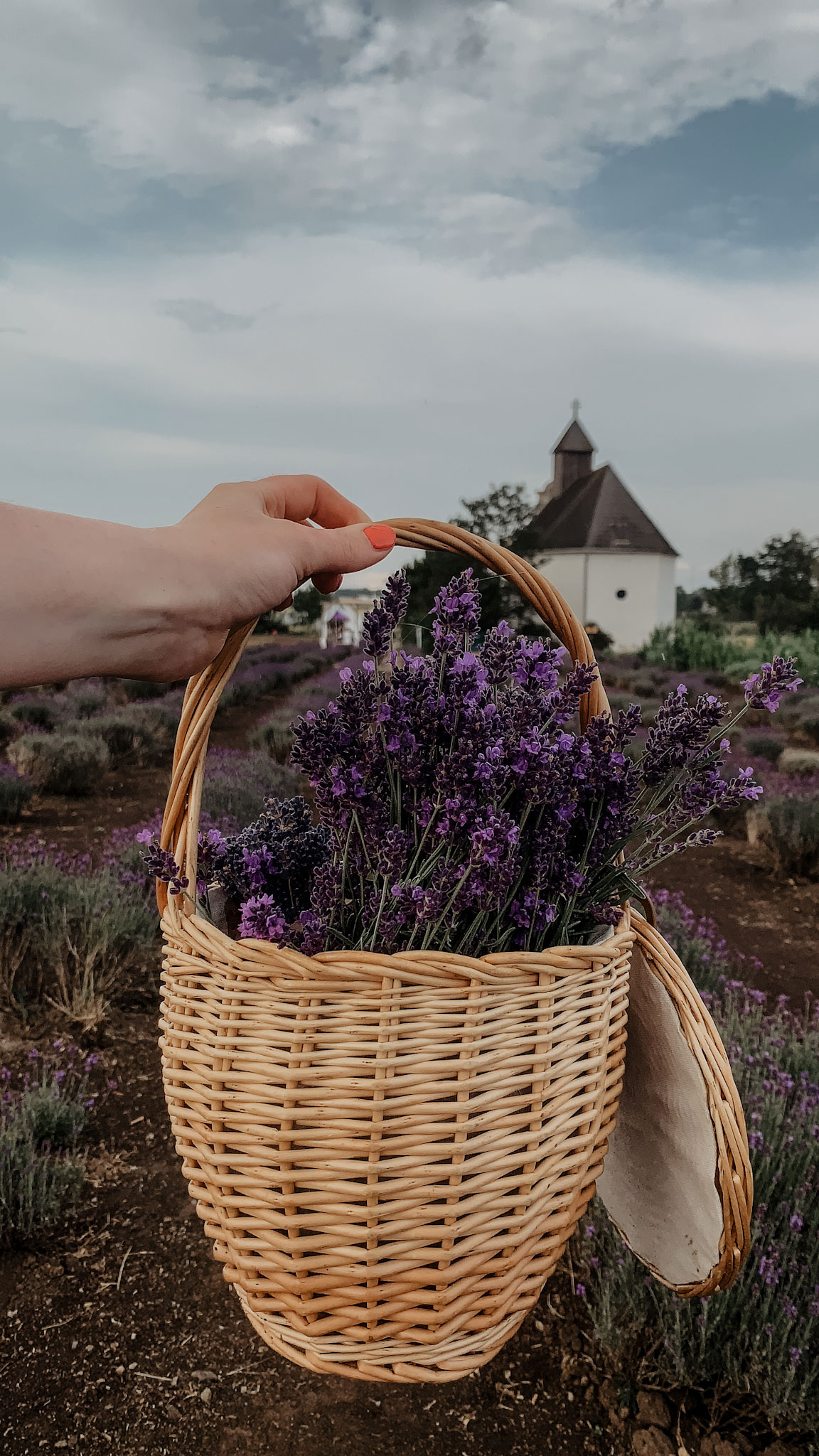 Lavendelfeld, Lavendel