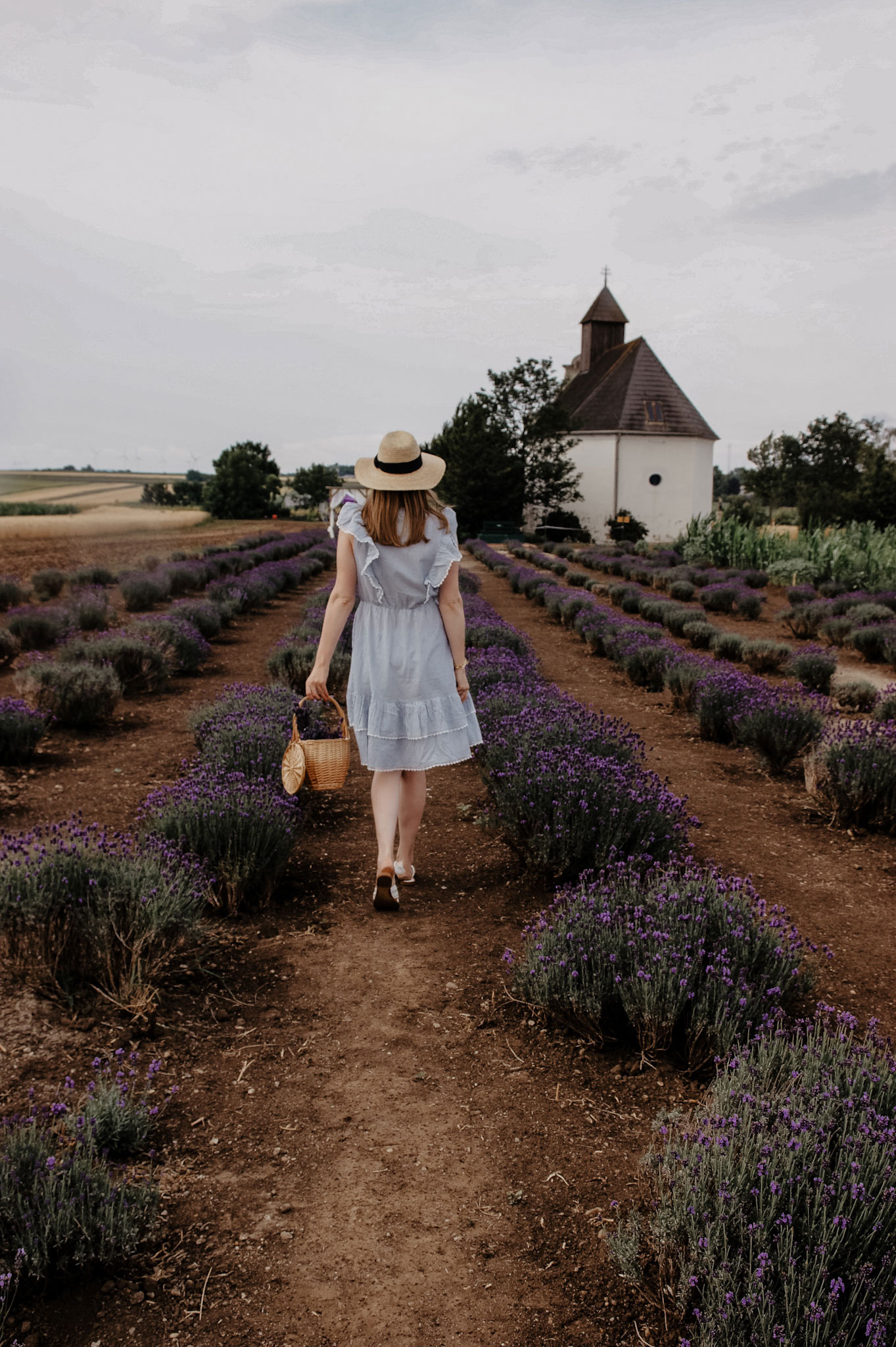 Lavendelfeld, Lavendel