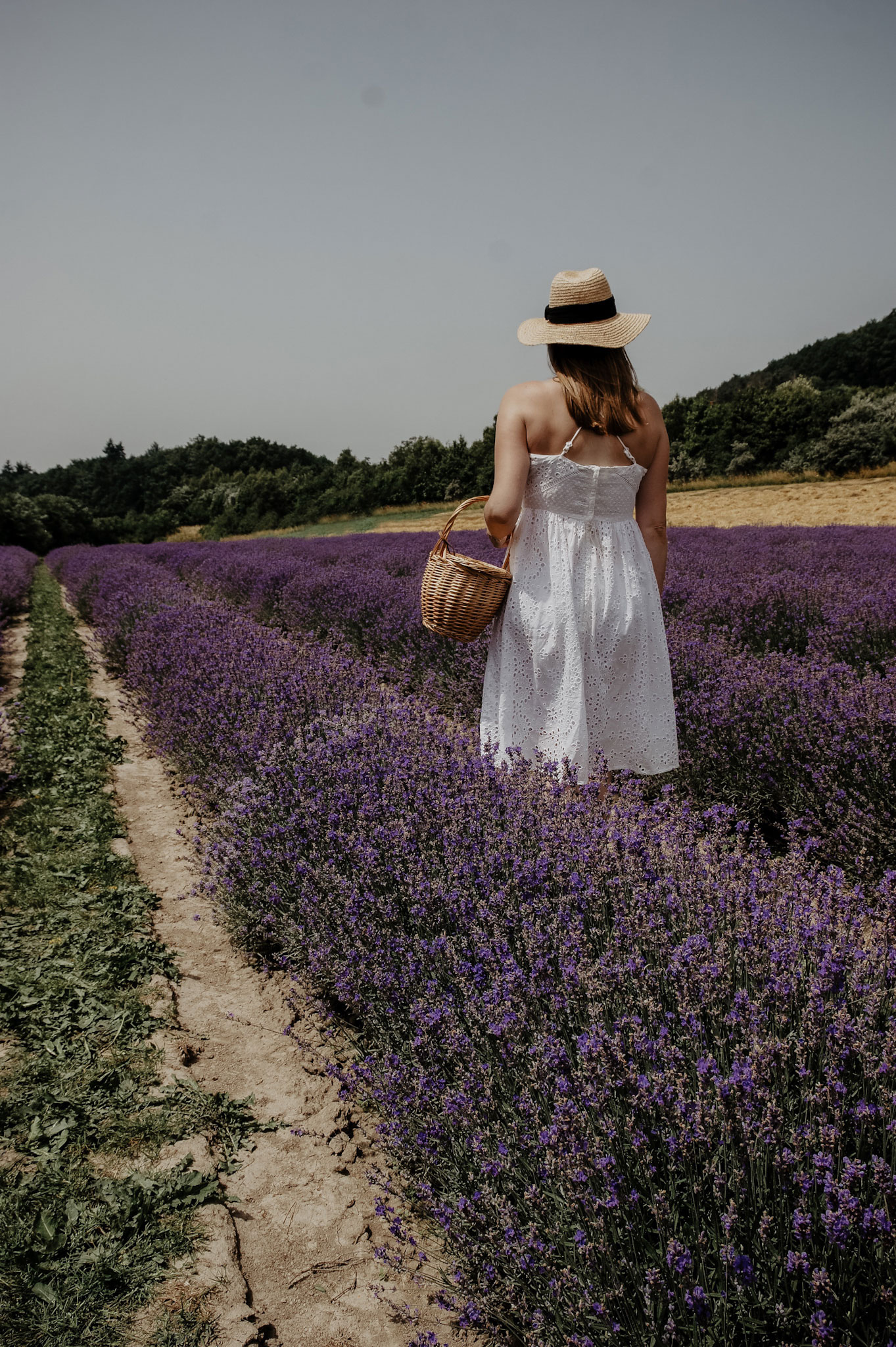 Lavendelfeld, Lavendel