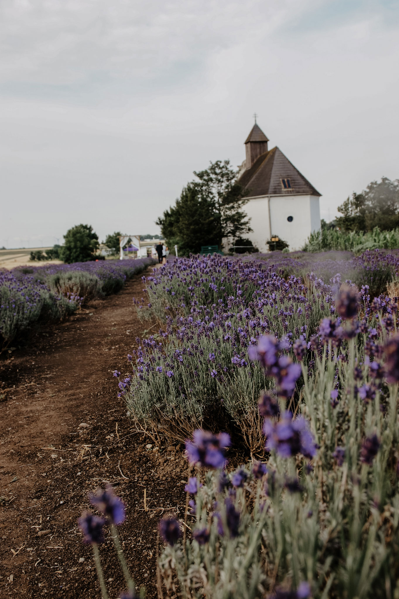 Lavendelfeld, Lavendel